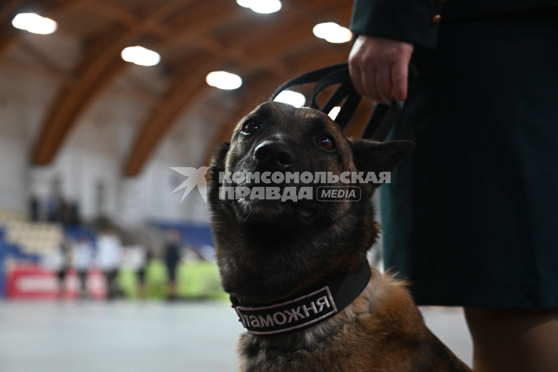 Всероссийский чемпионат среди кинологов таможенных органов в Щелково