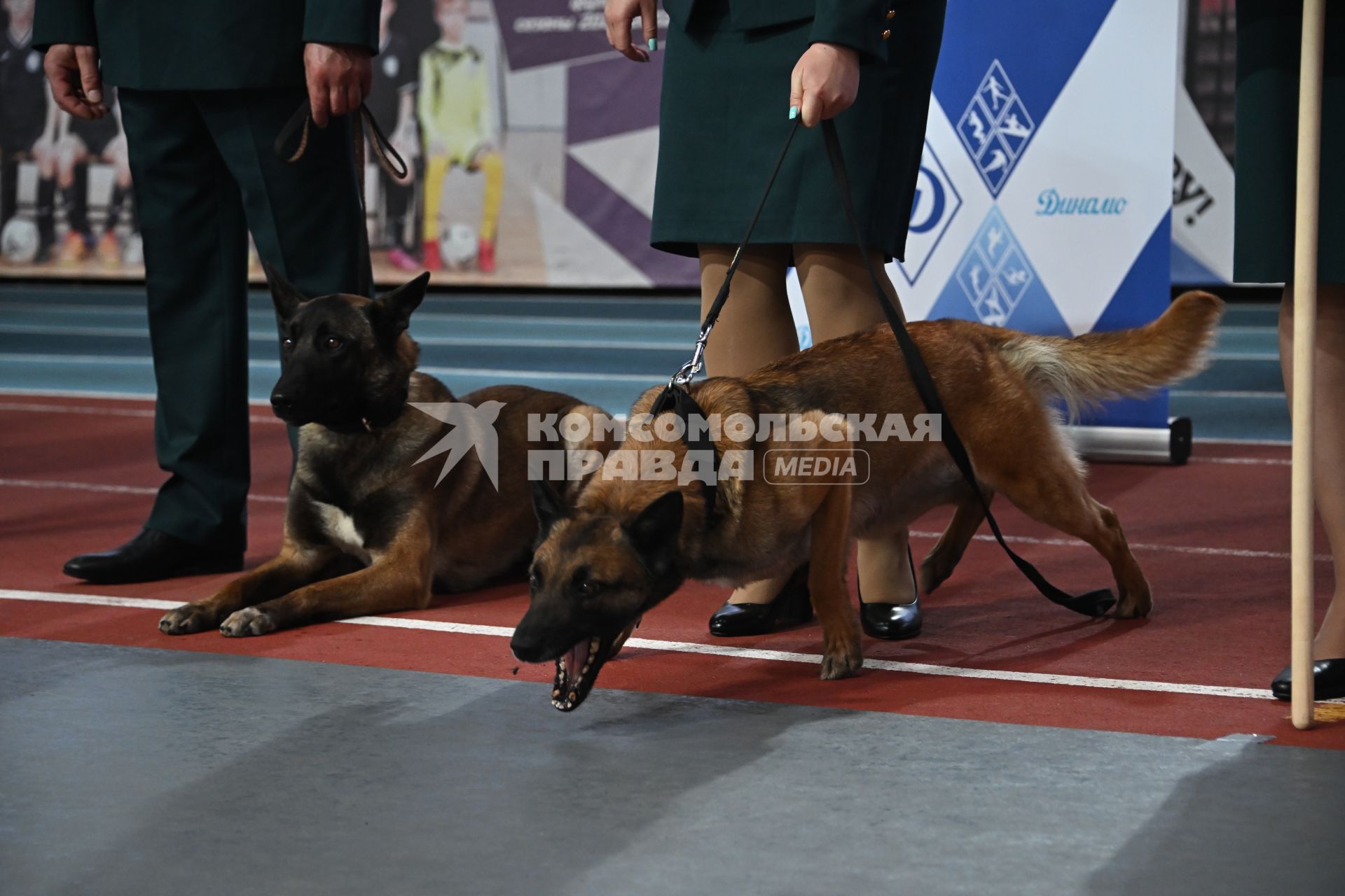 Всероссийский чемпионат среди кинологов таможенных органов в Щелково