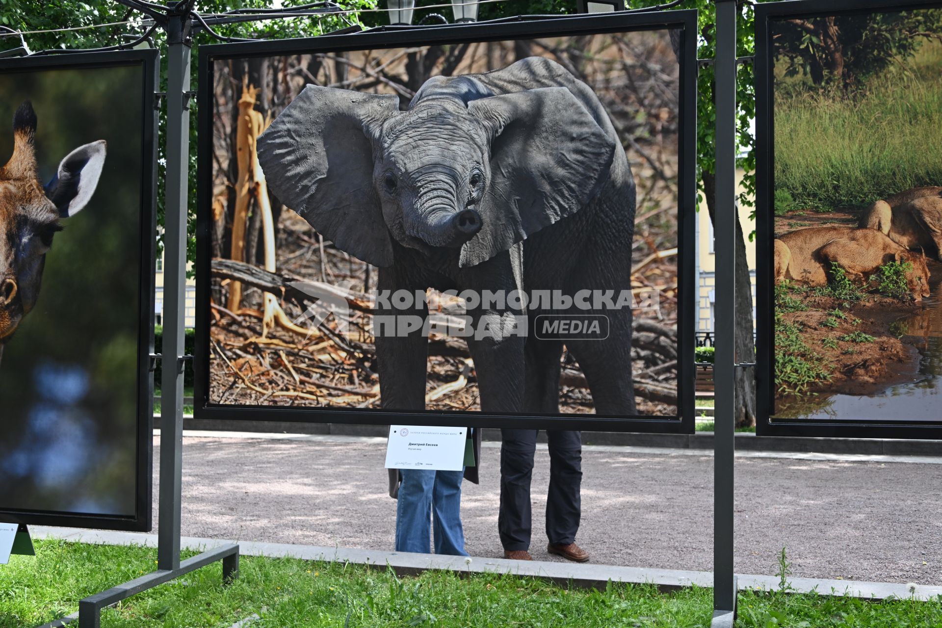 Фотовыставка Золото Африки\" на Тверском бульваре