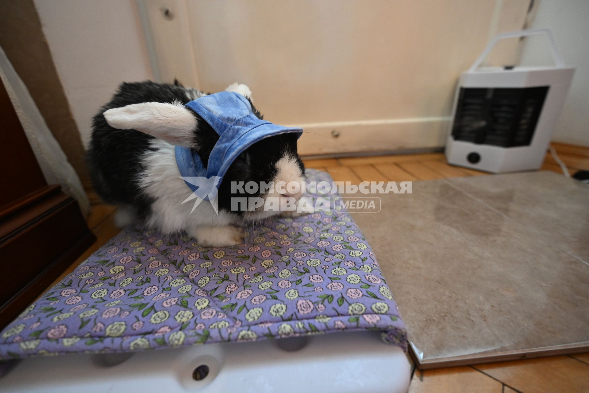 Кролик в квартире