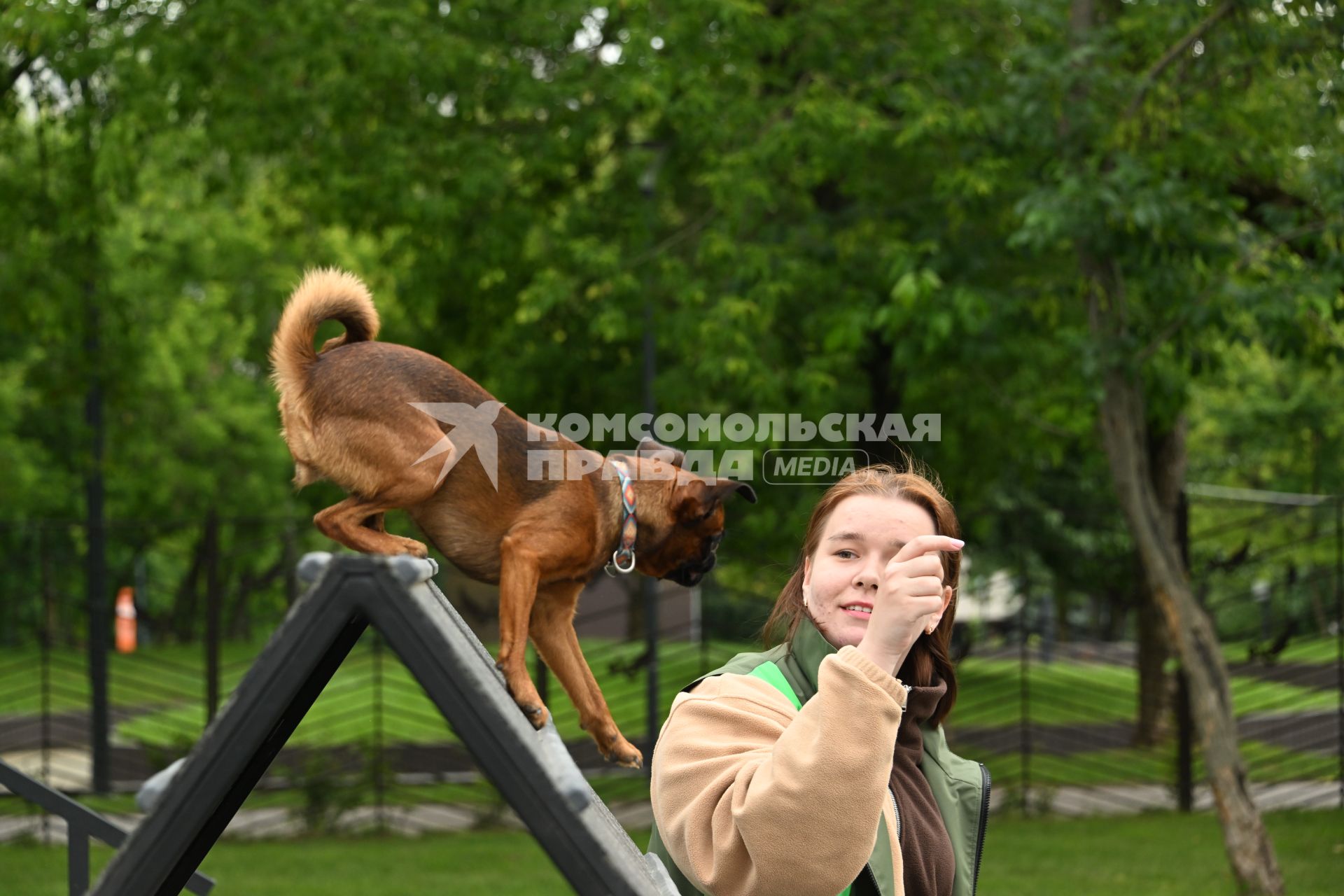 День кинолога