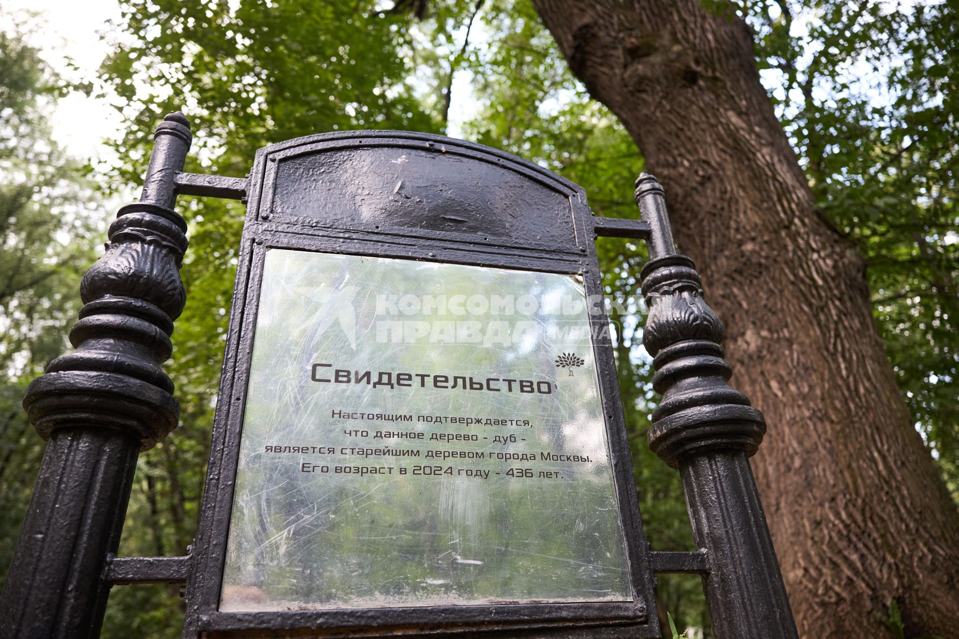 Старейший дуб Москвы в Грачевском парке