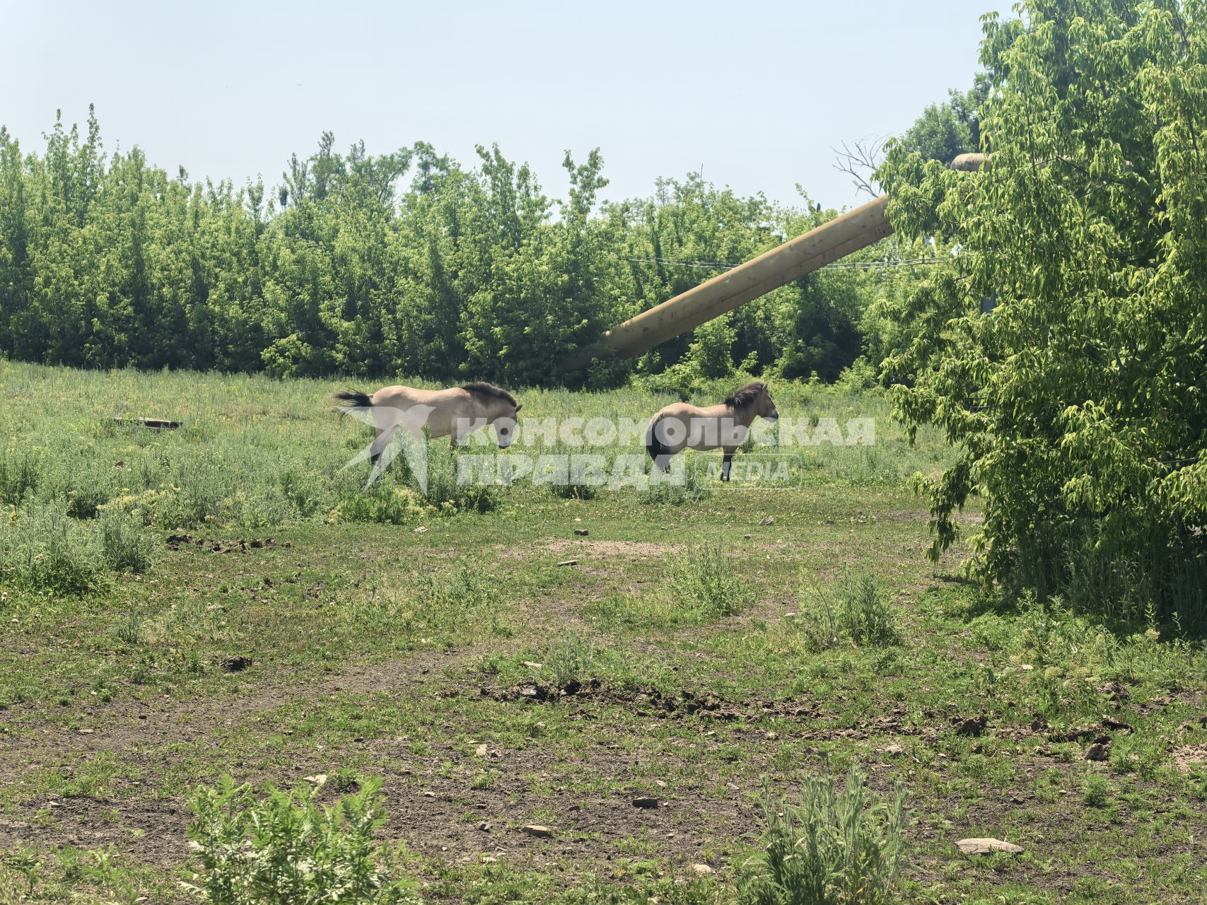 Зоопарк в Горловке