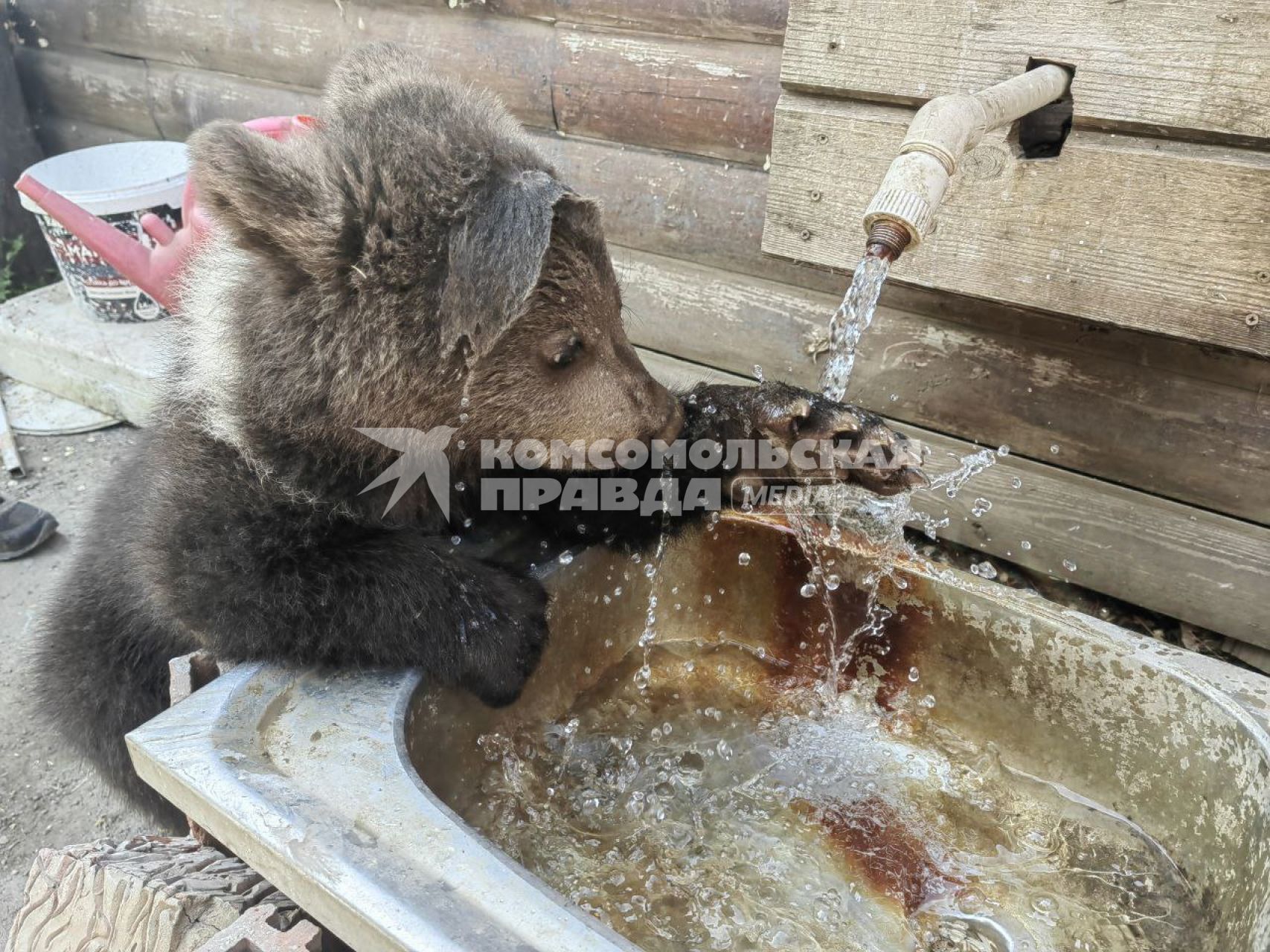 В зоопарке Мариуполя родились медвежата