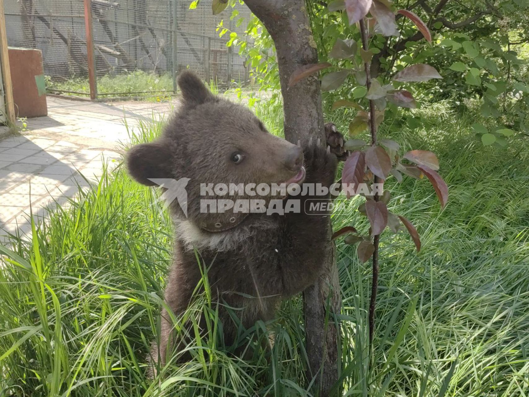 В зоопарке Мариуполя родились медвежата