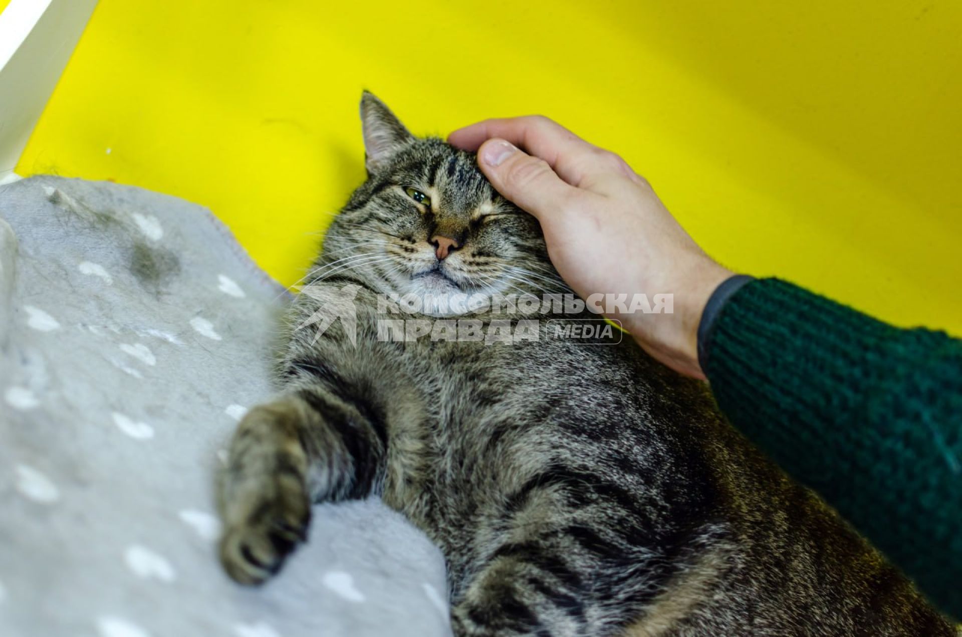 Домашние питомцы