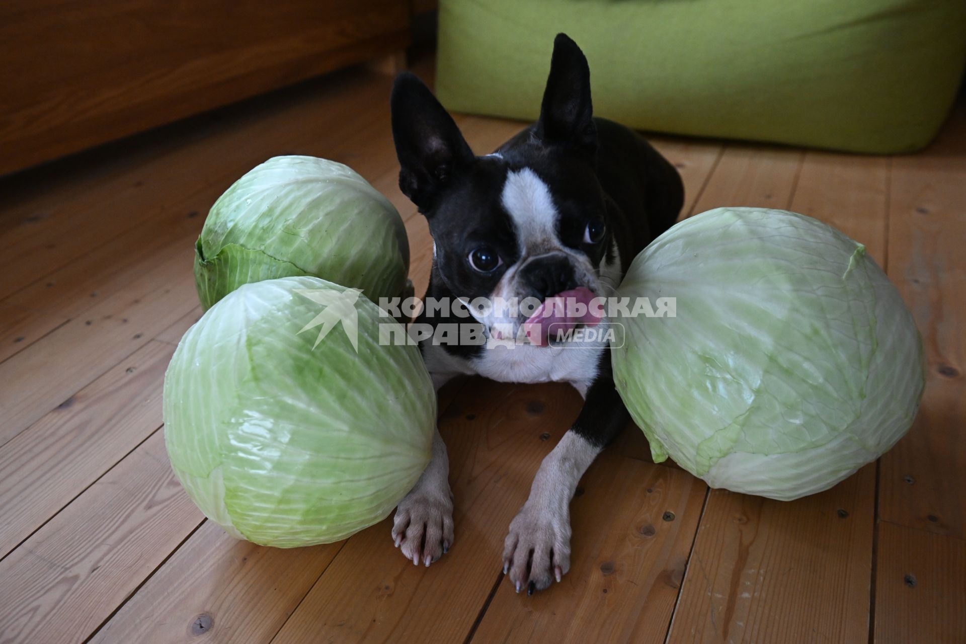 Собака с капустой