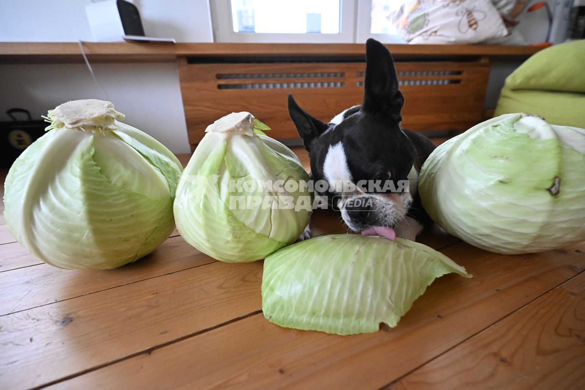 Собака с капустой
