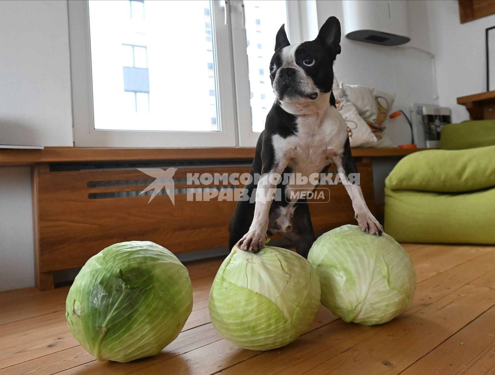 Собака с капустой