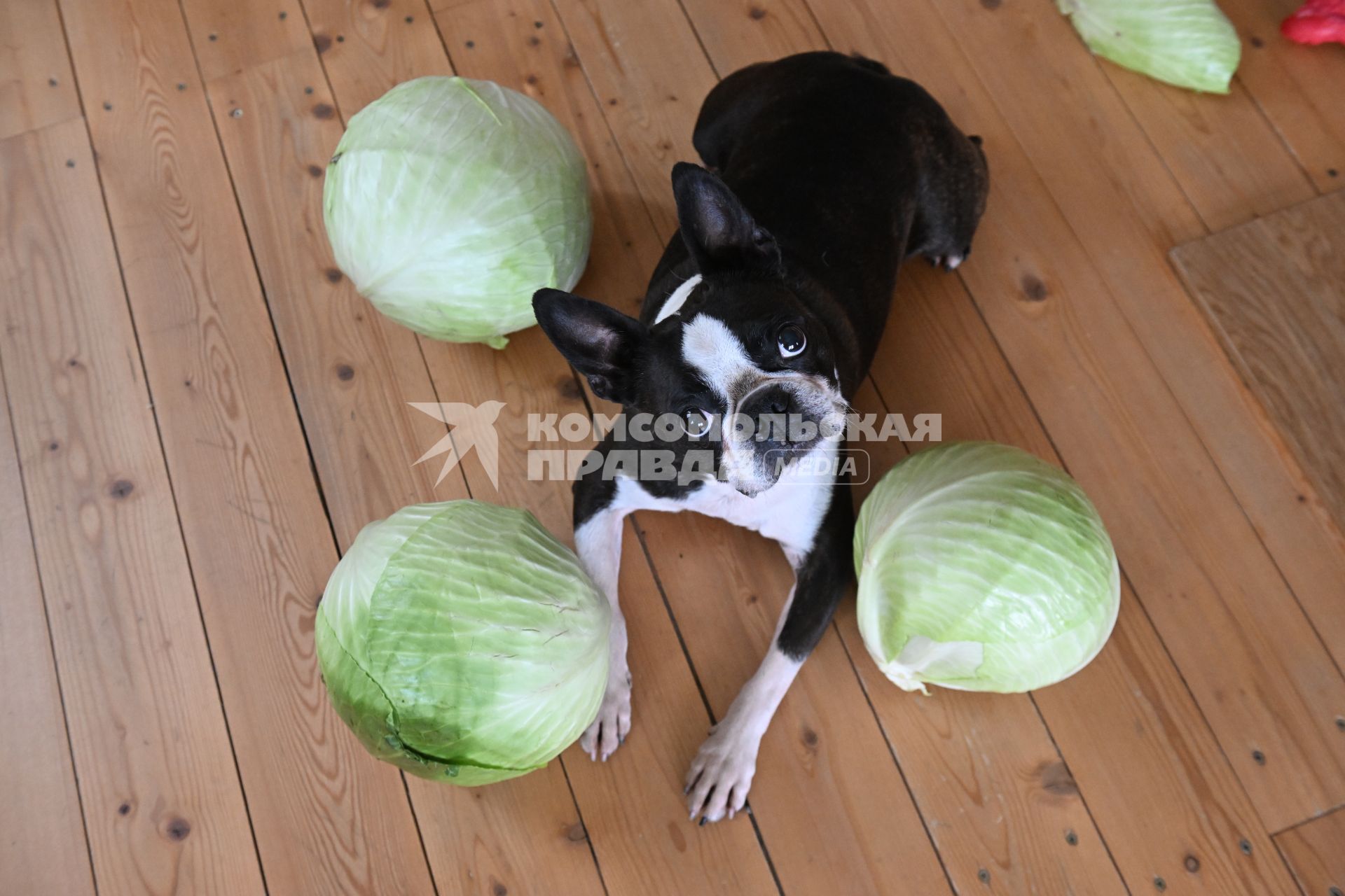 Собака с капустой