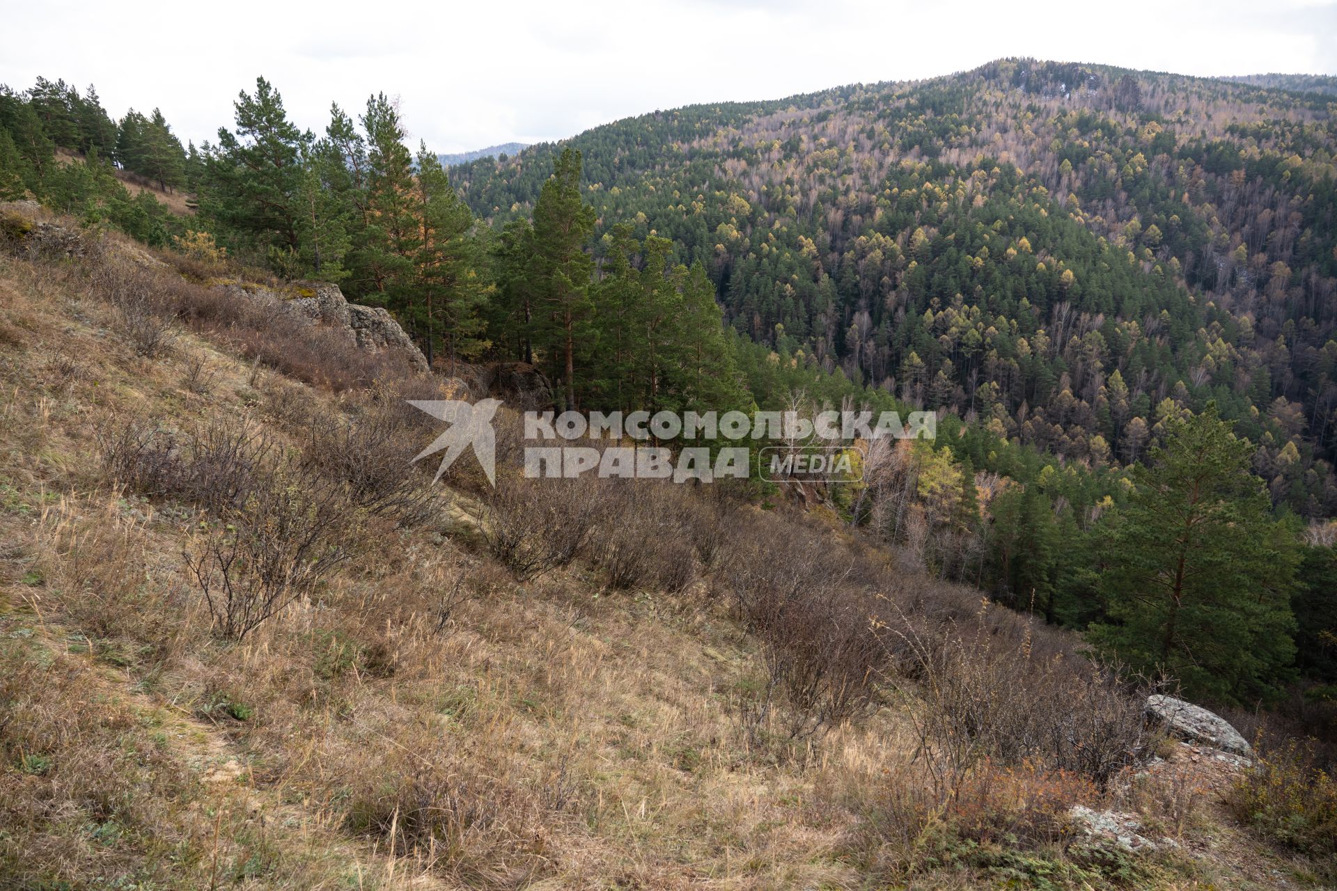 Лес в национальном парке «Красноярские Столбы»