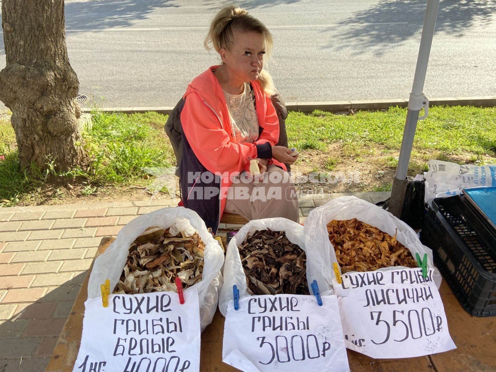 Сбор грибов