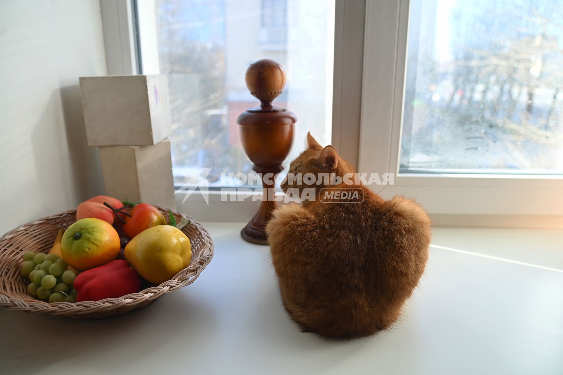 Кошка