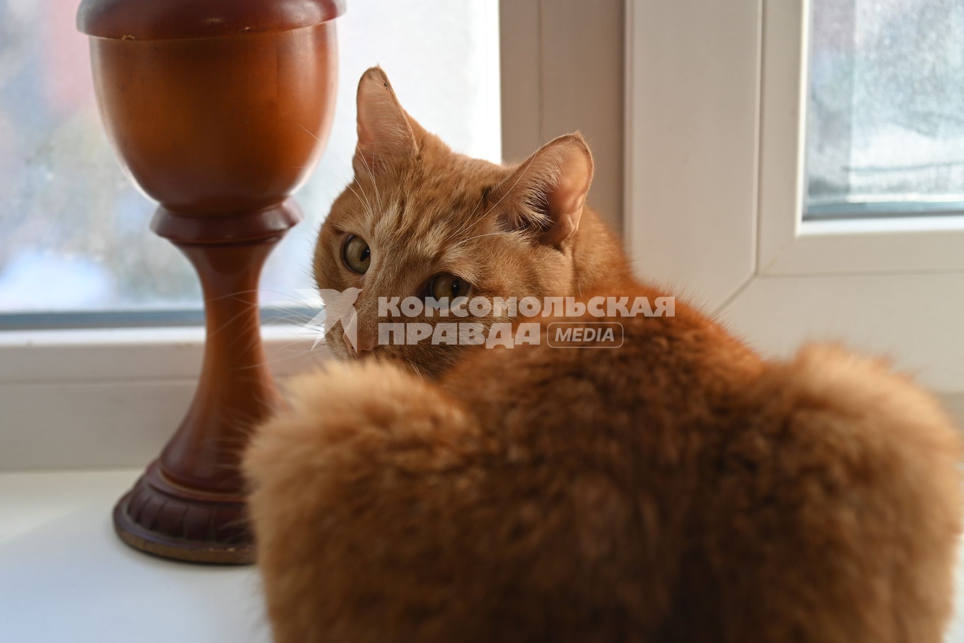 Кошка