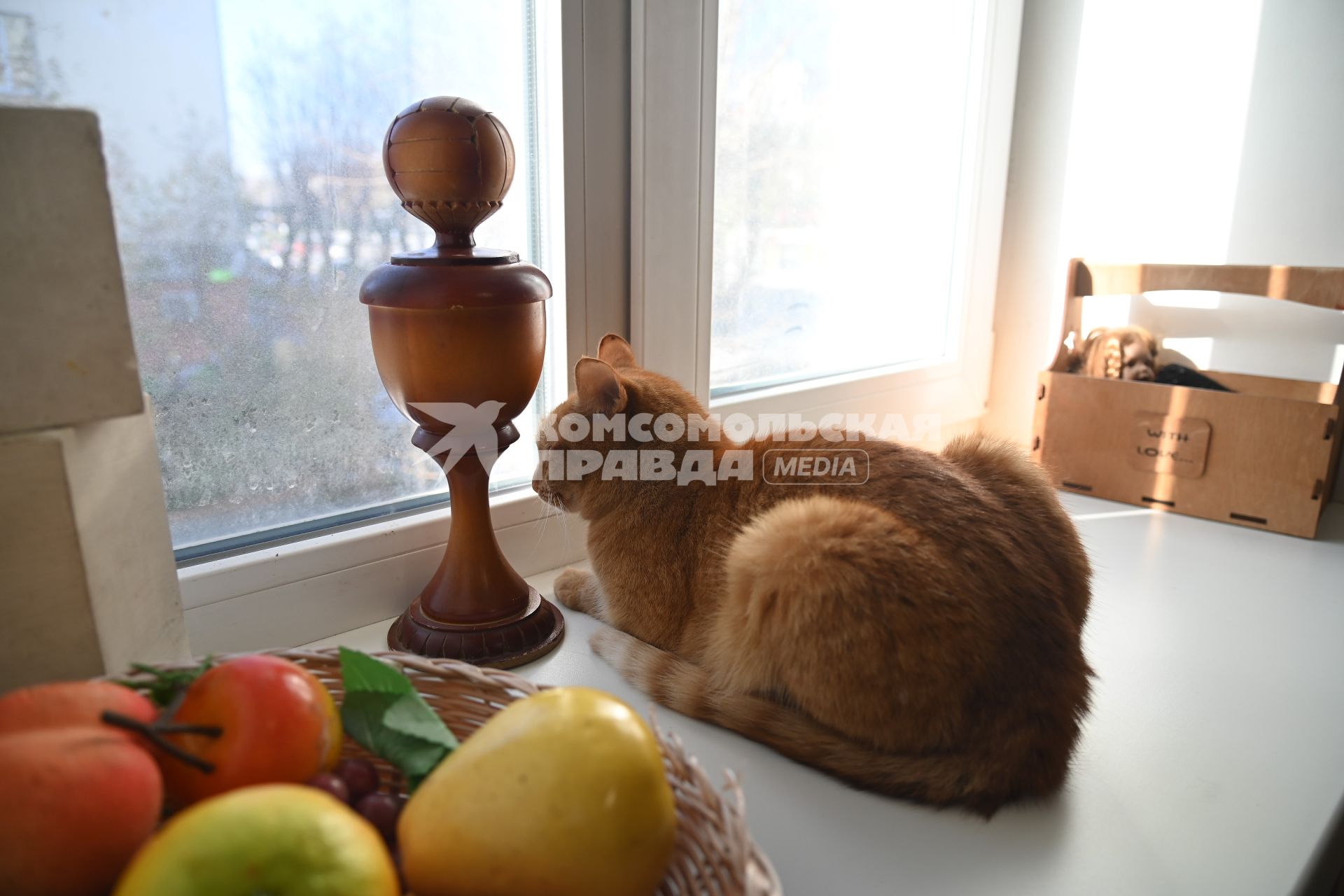 Кошка