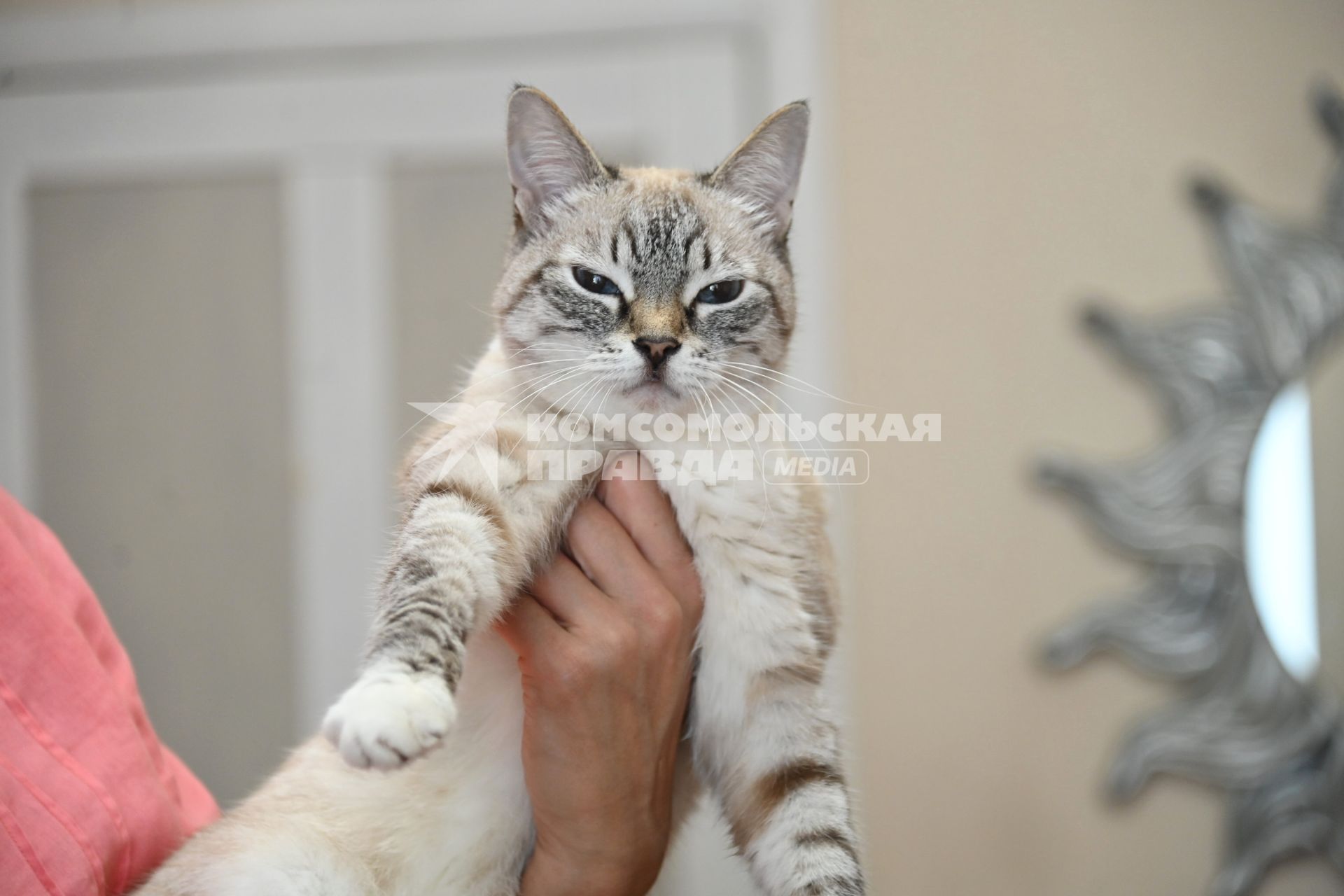 Кошка