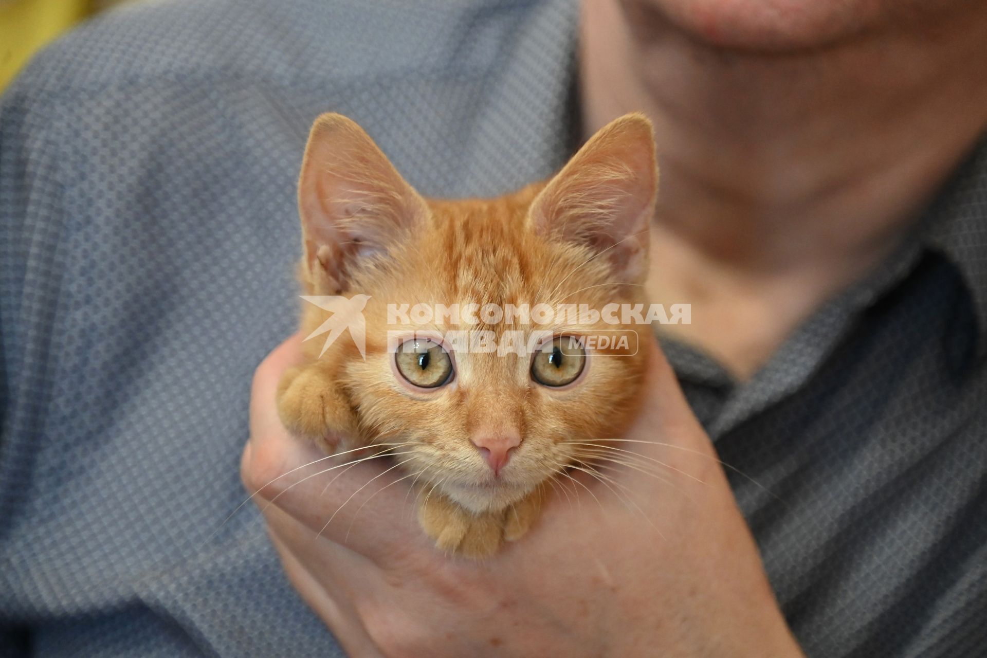 Кошка