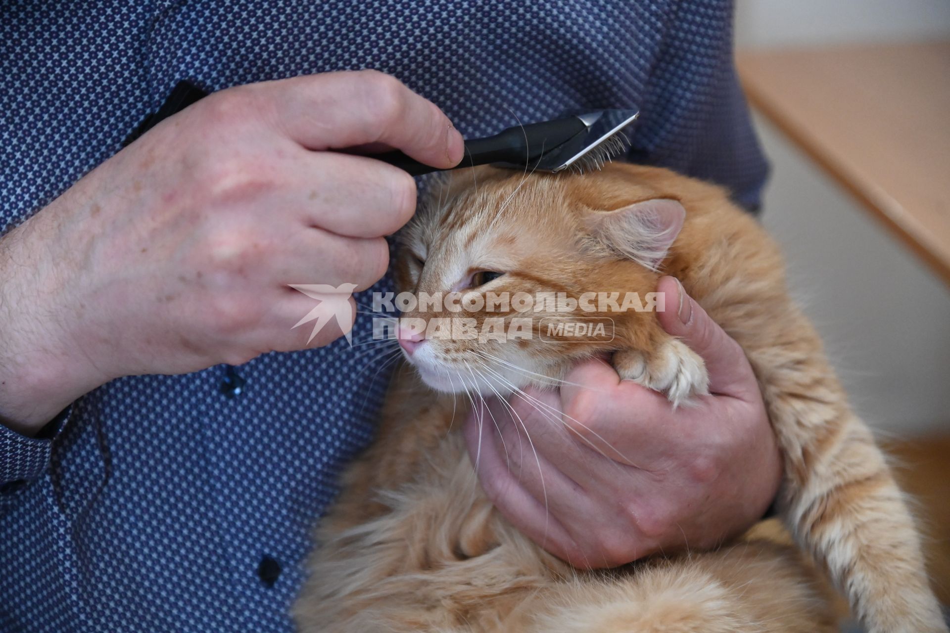 Кошка