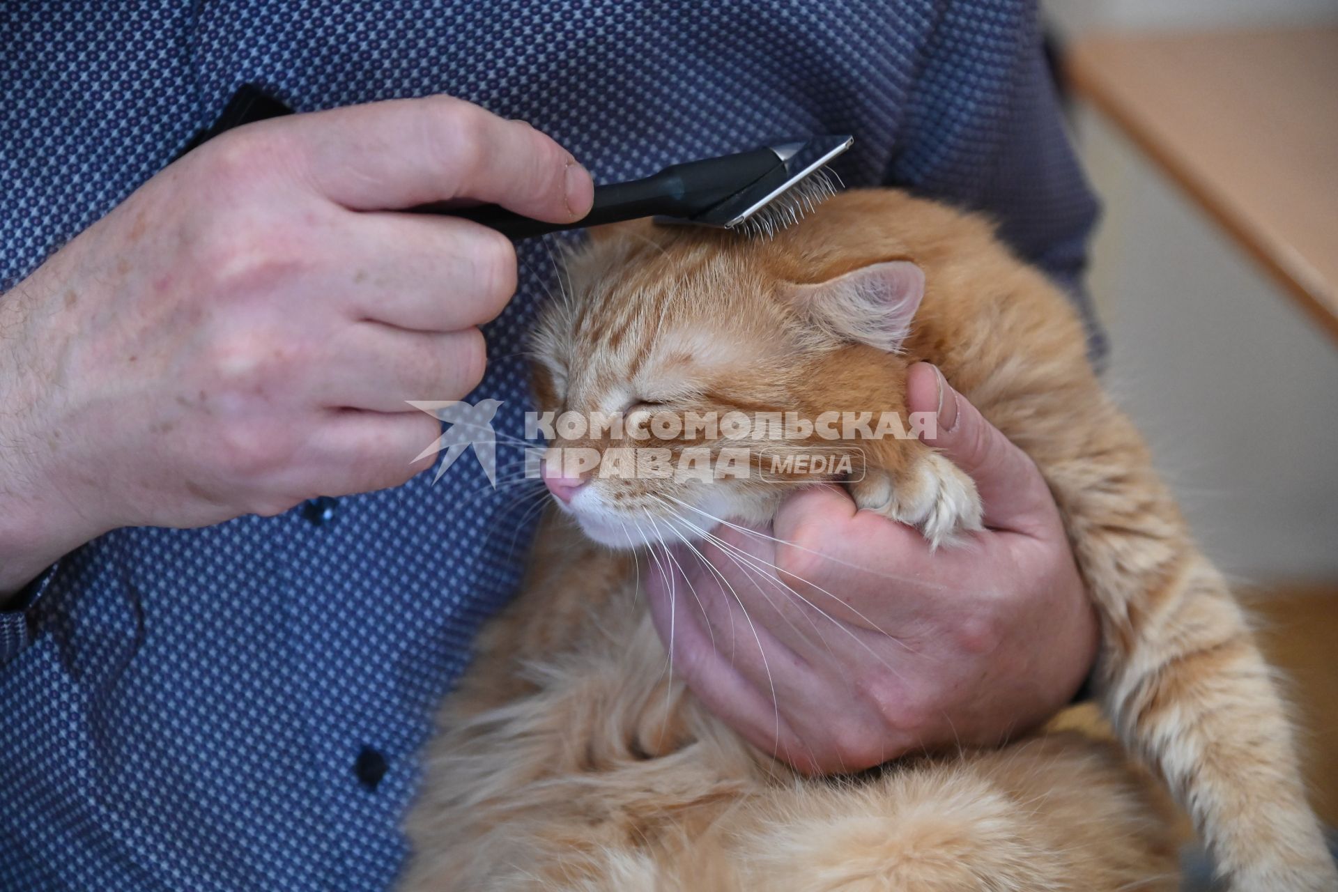 Кошка