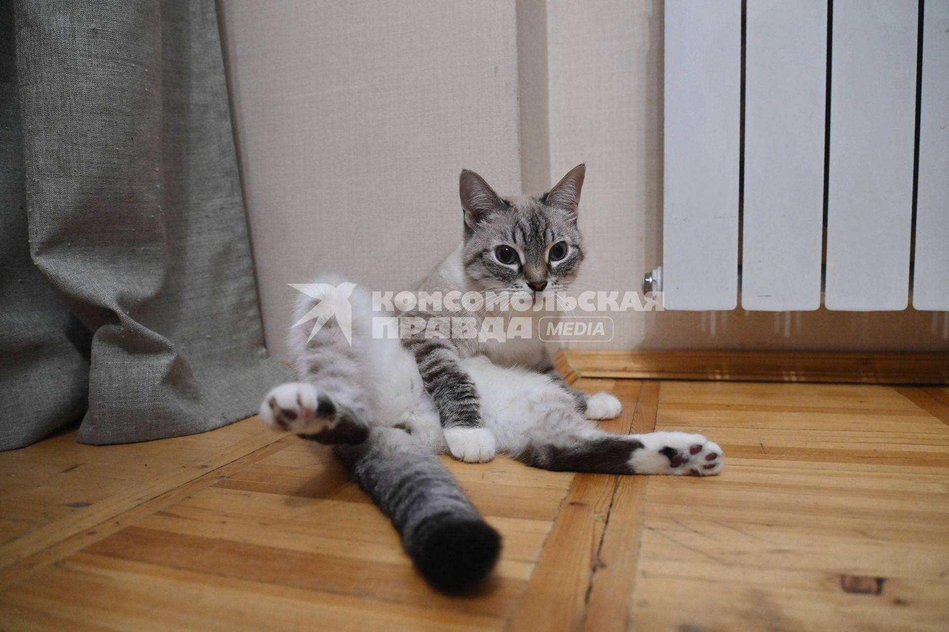 Кошка