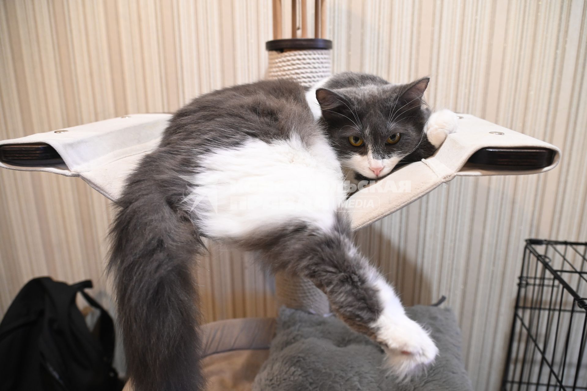 Кошка