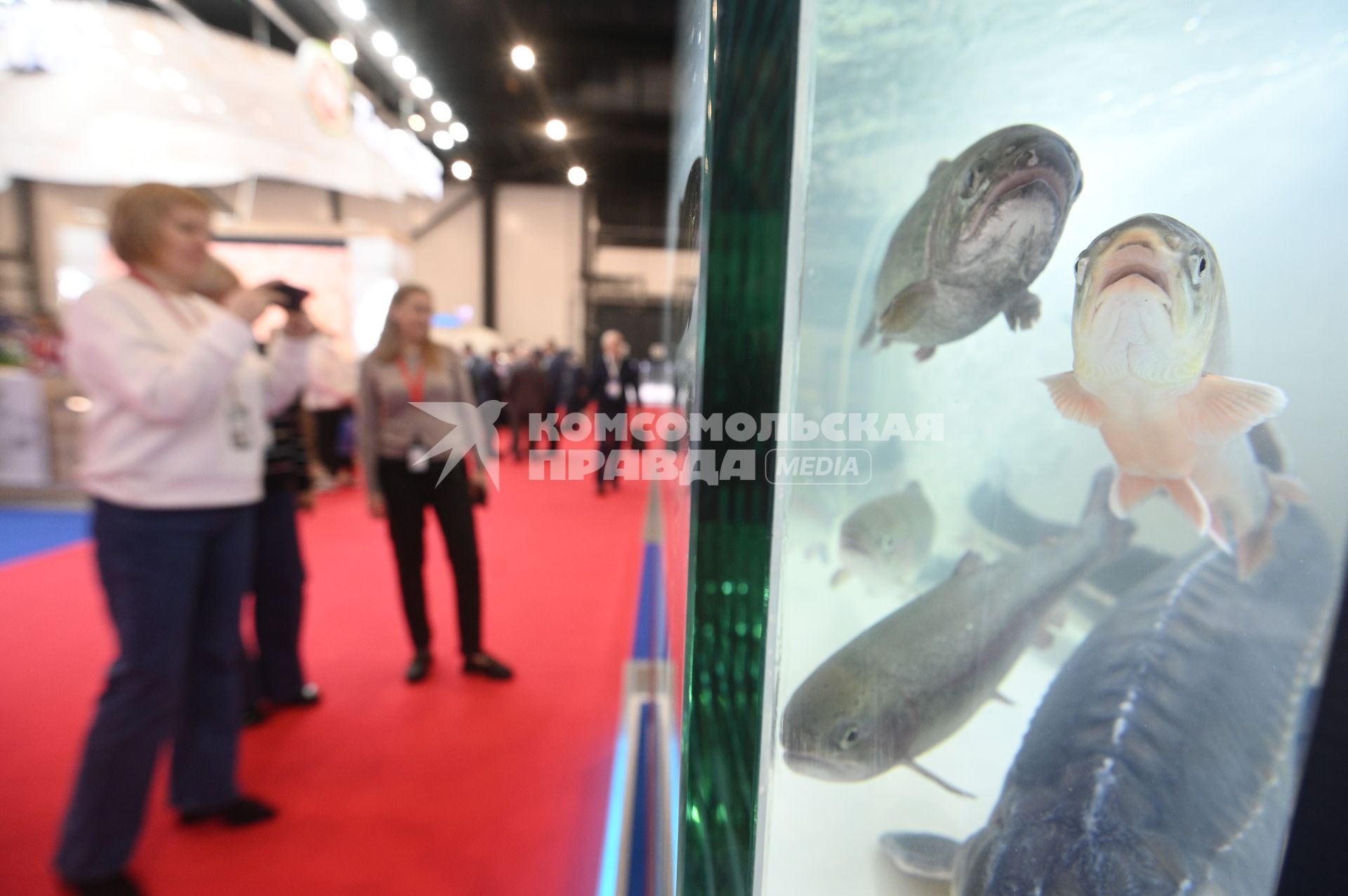 Международный рыбопромышленный форум и выставка Seefood Expo Russia в Санкт-Петербурге