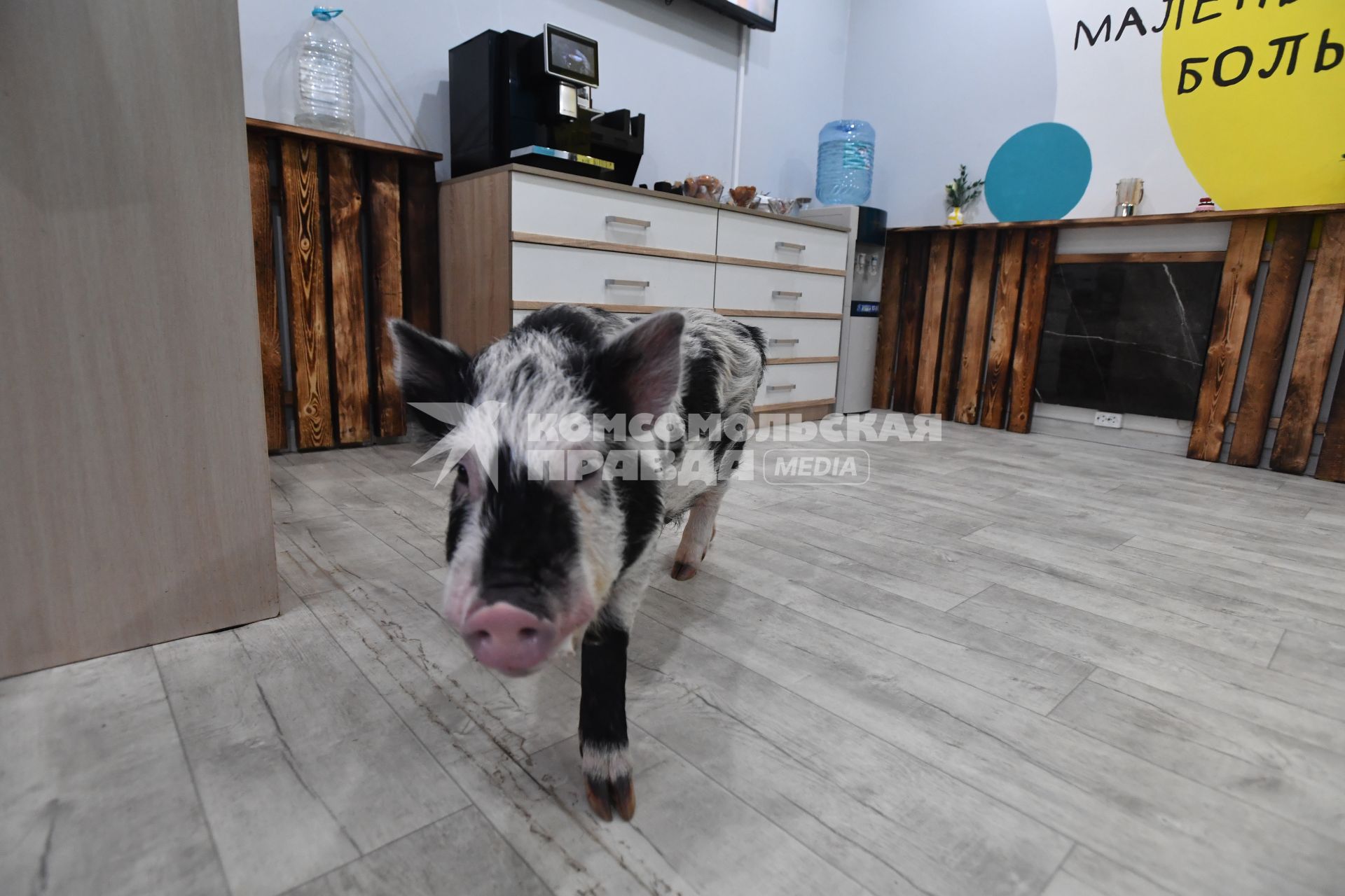 Антикафе с минипигами для взрослых и детей Minipig