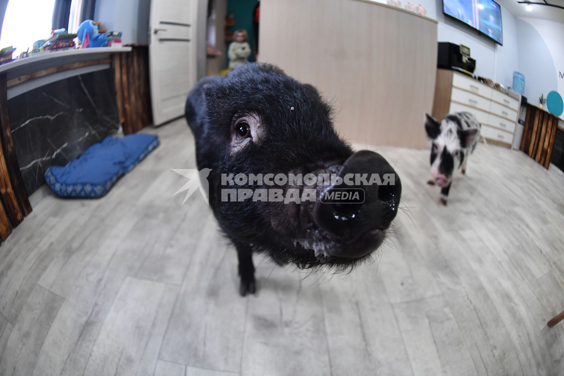 Антикафе с минипигами для взрослых и детей Minipig