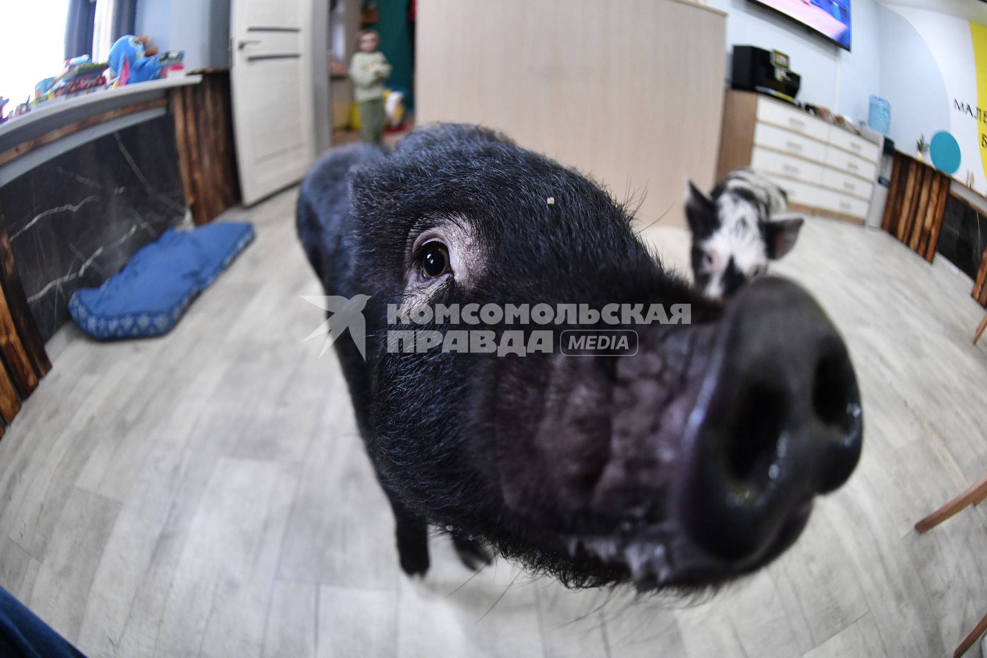 Антикафе с минипигами для взрослых и детей Minipig