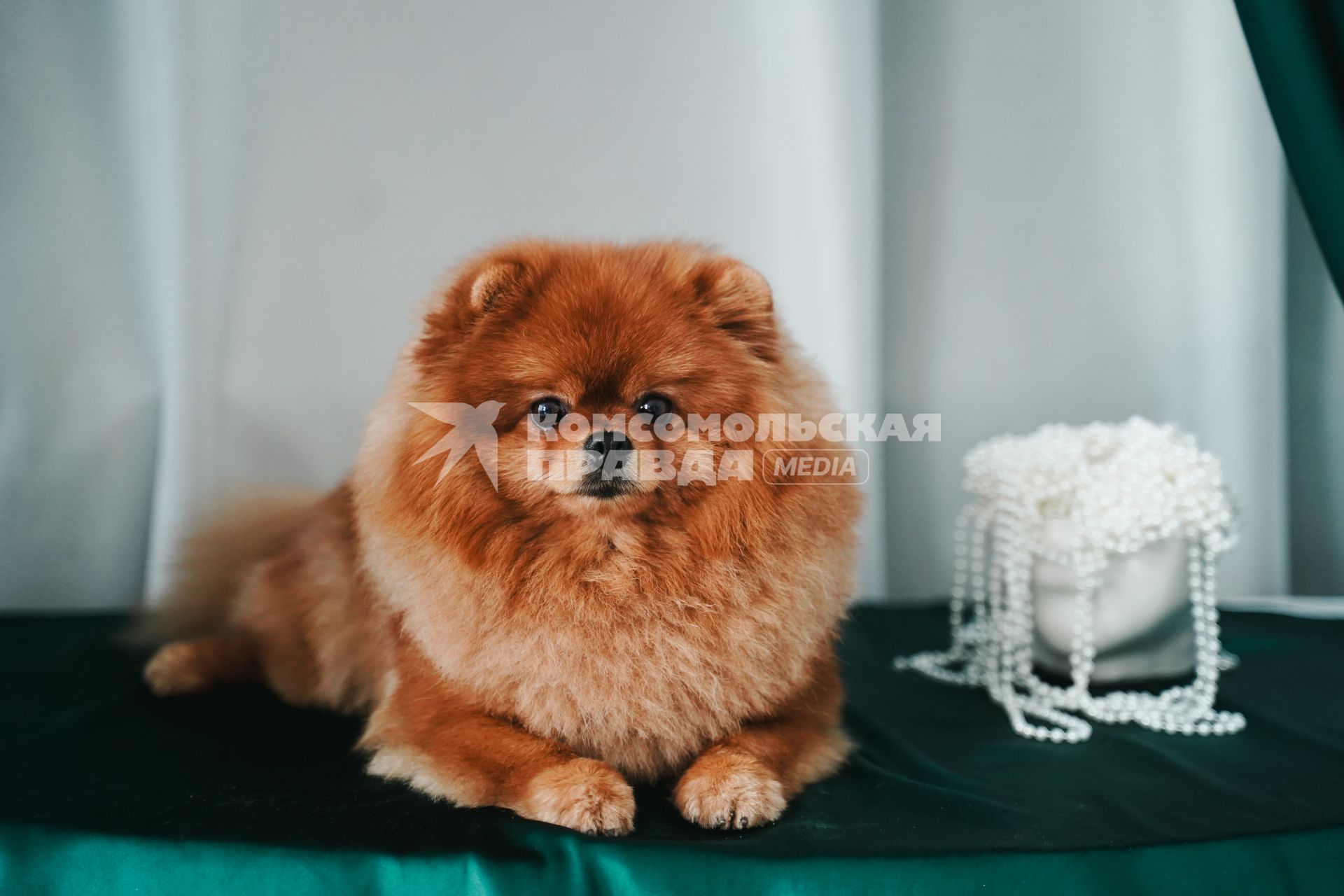 Померанский шпиц