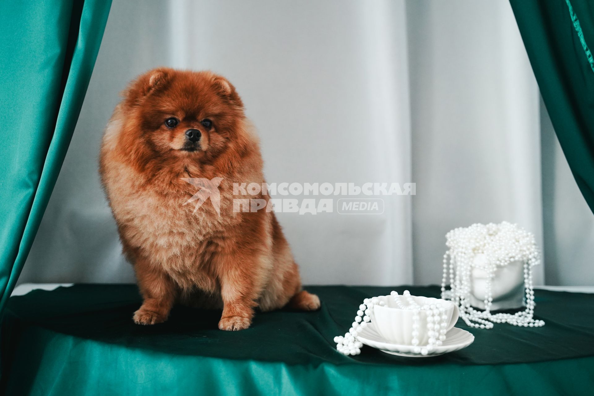 Померанский шпиц