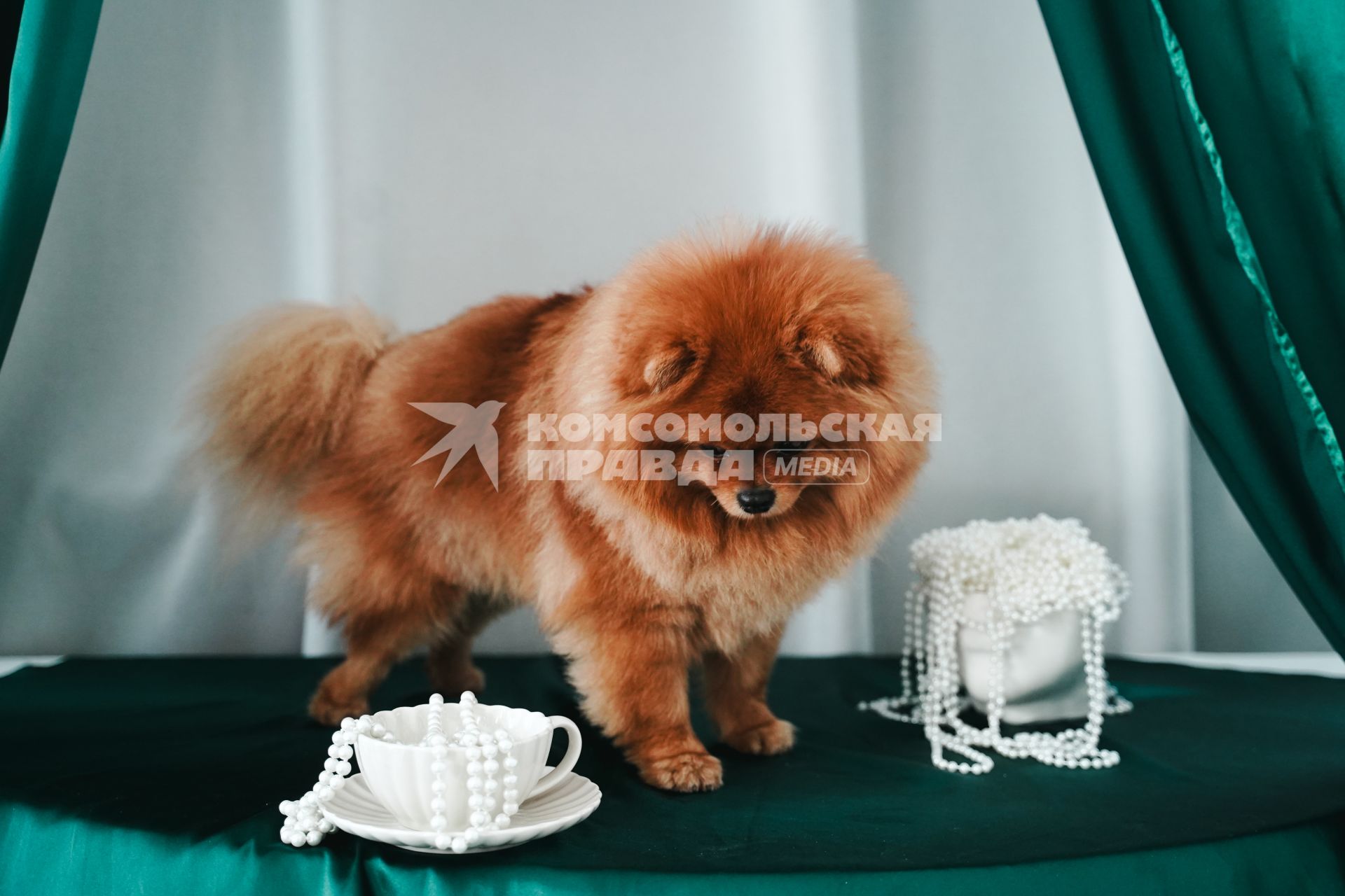 Померанский шпиц