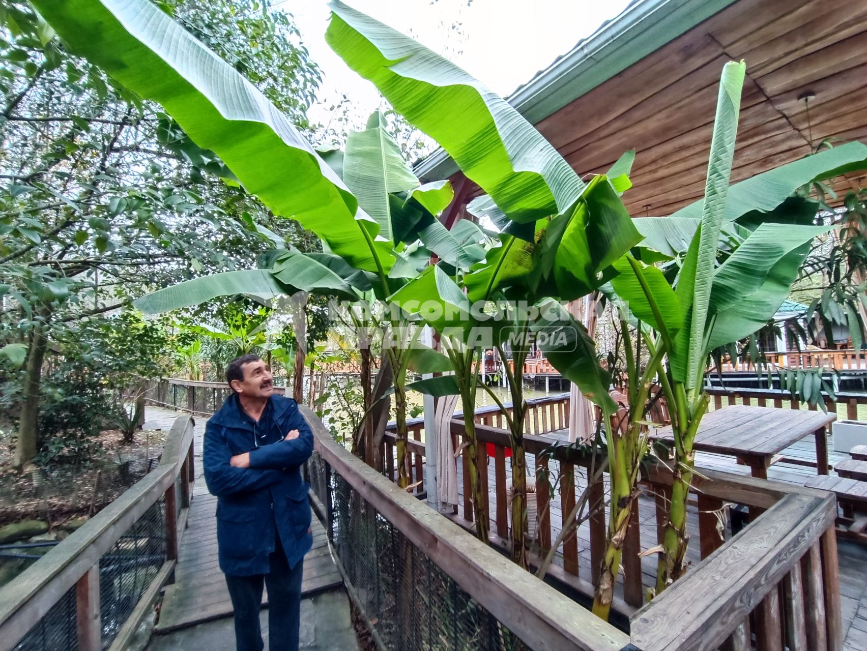 В Сочи разбивают плантации для выращивания экзотических фруктов