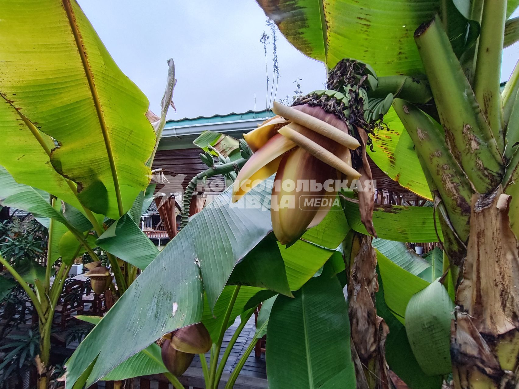 В Сочи разбивают плантации для выращивания экзотических фруктов