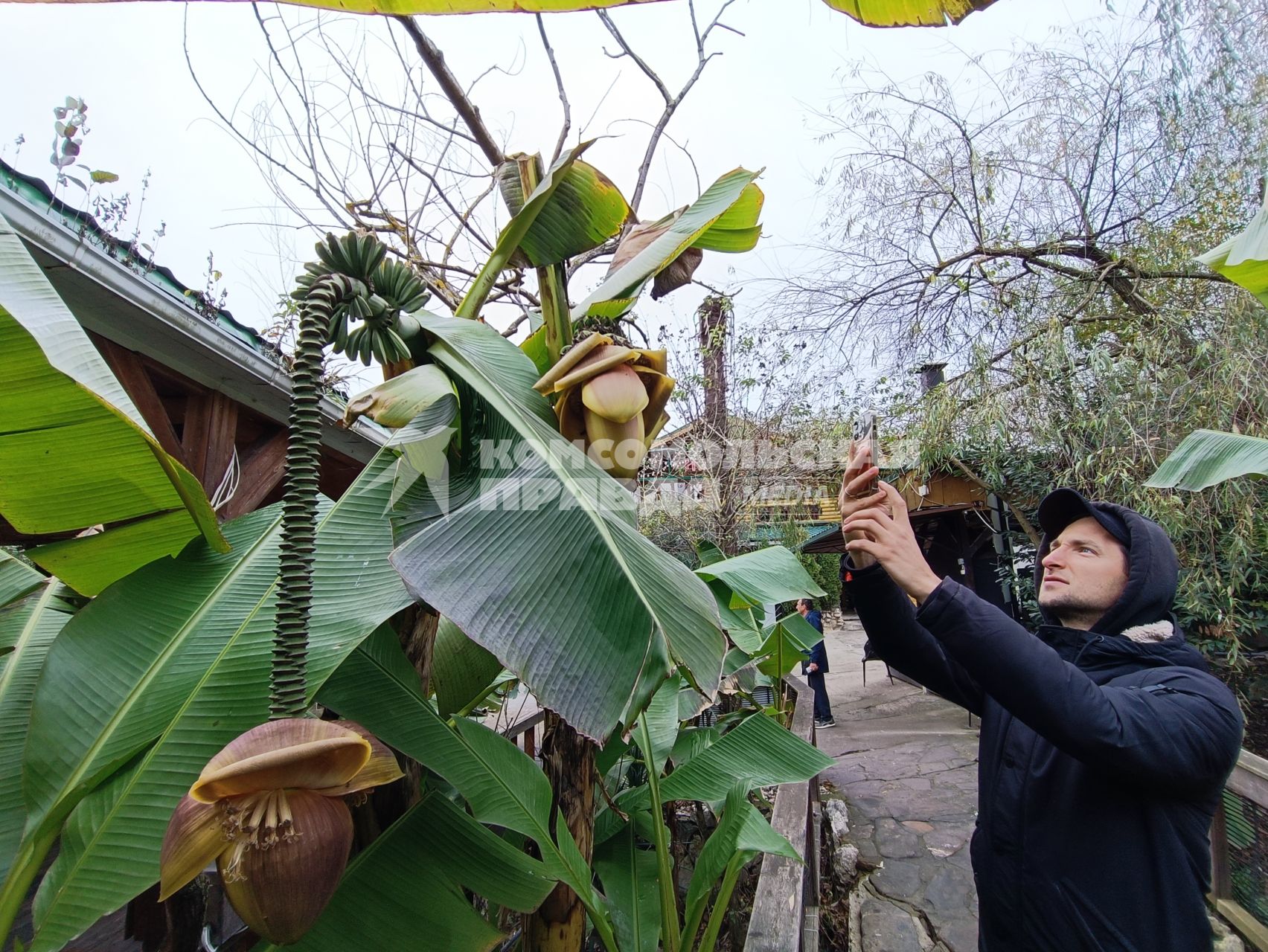 В Сочи разбивают плантации для выращивания экзотических фруктов