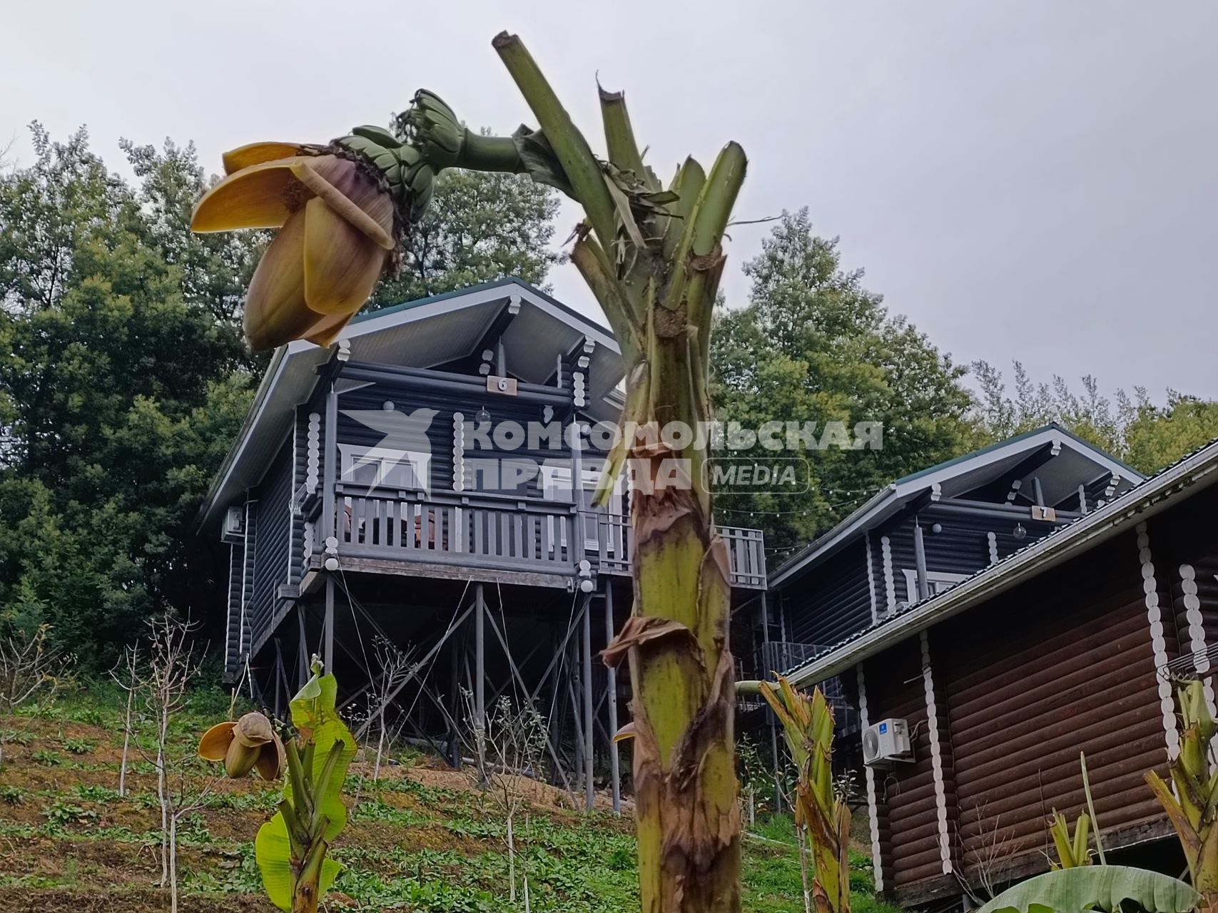 В Сочи разбивают плантации для выращивания экзотических фруктов