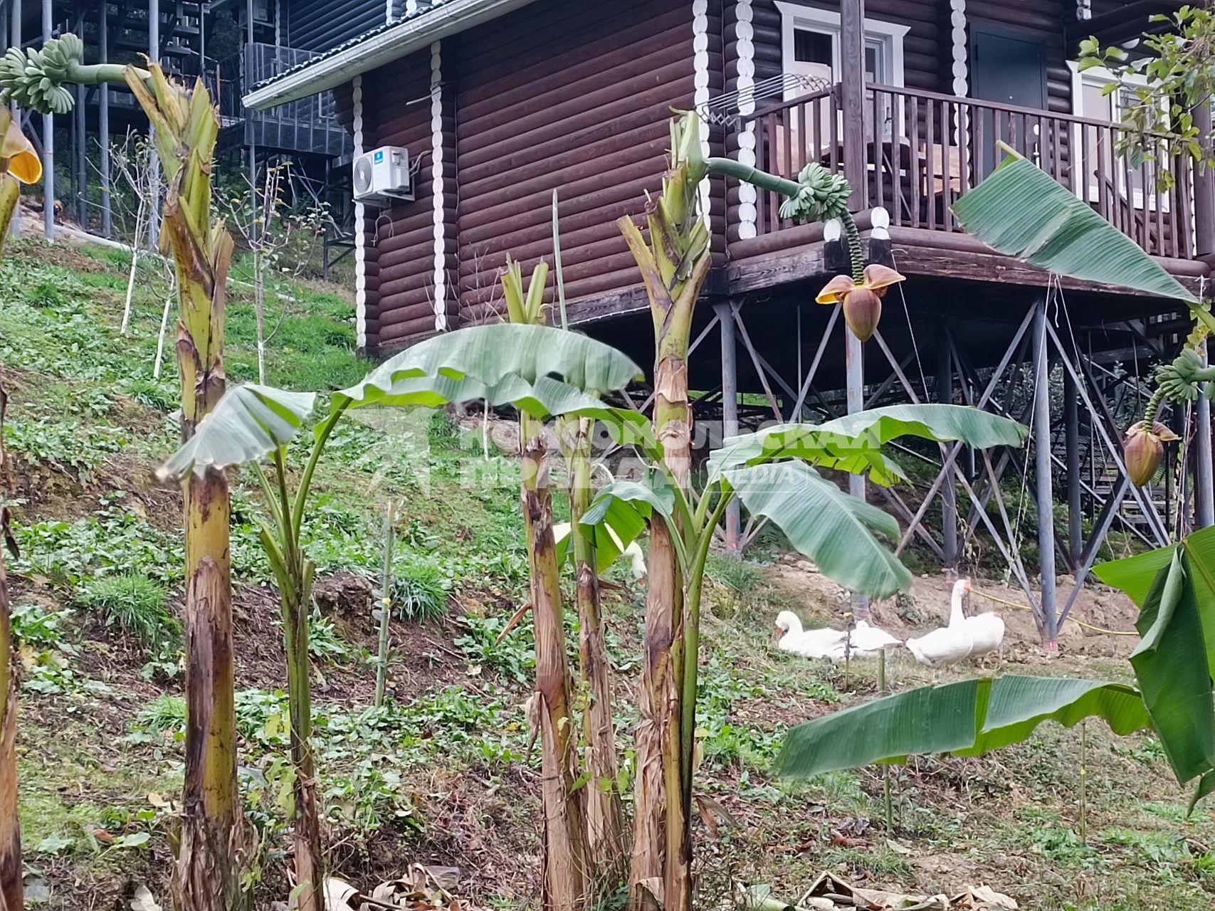 В Сочи разбивают плантации для выращивания экзотических фруктов