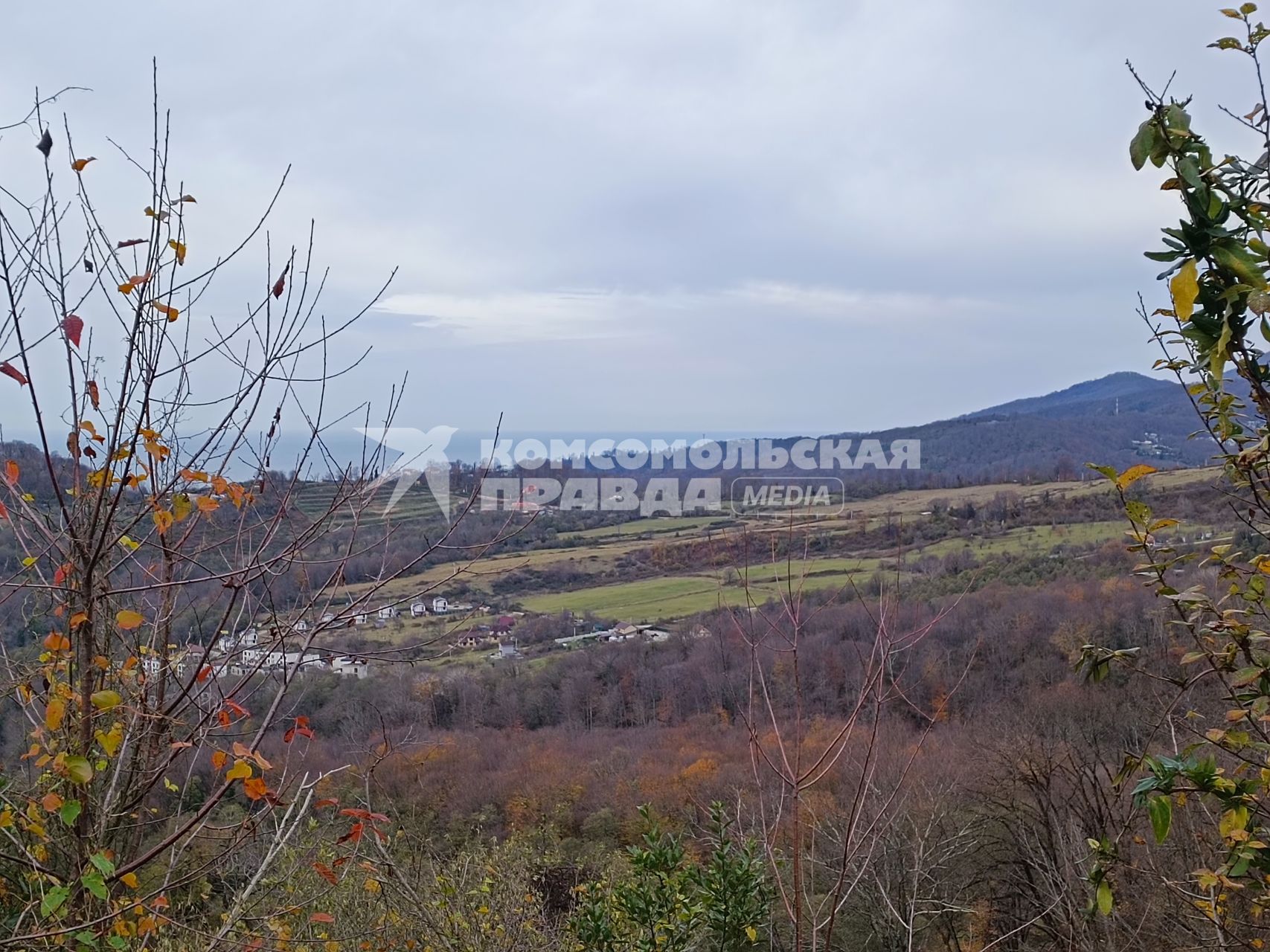 В Сочи разбивают плантации для выращивания экзотических фруктов