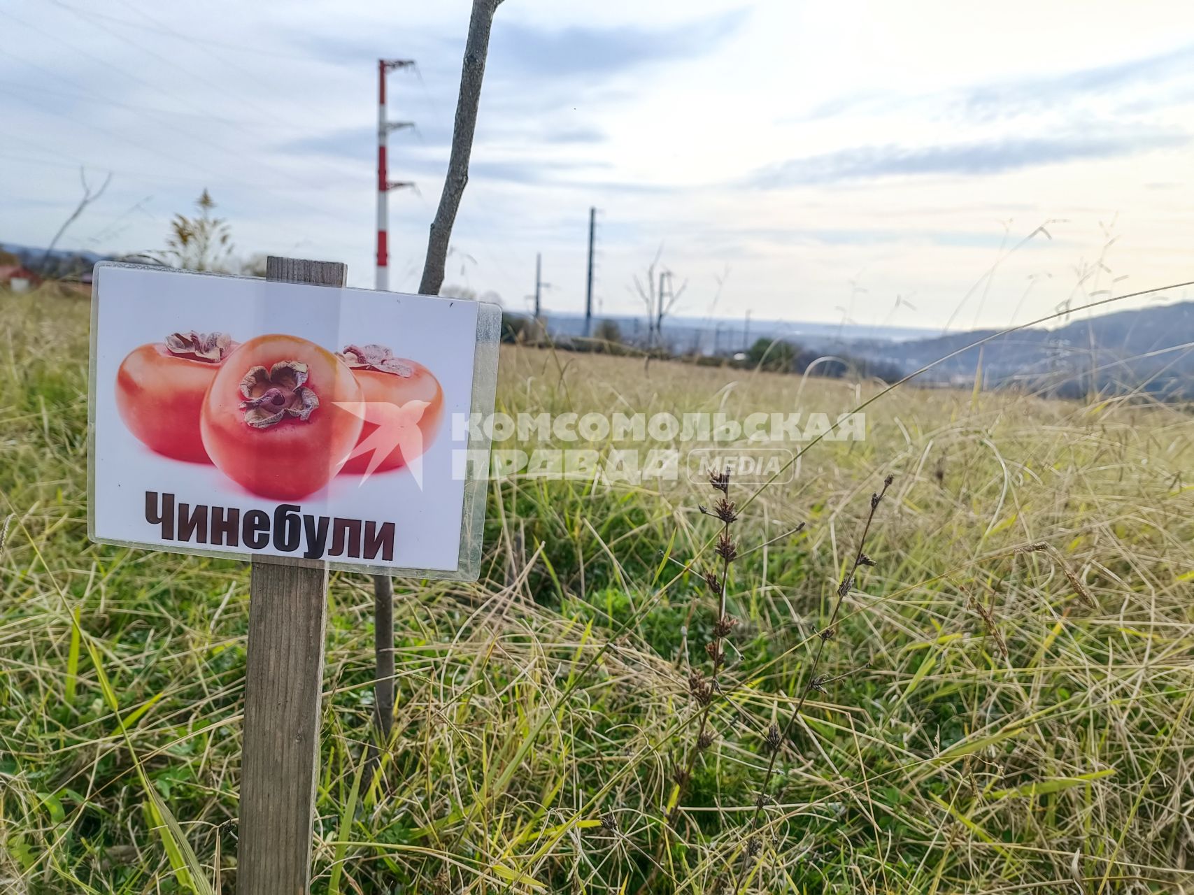 В Сочи разбивают плантации для выращивания экзотических фруктов