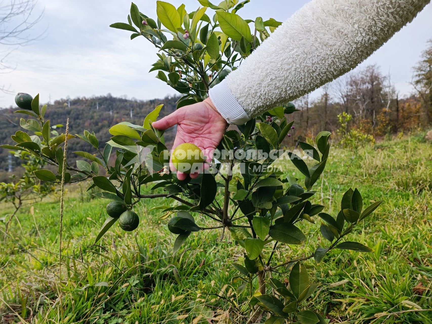 В Сочи разбивают плантации для выращивания экзотических фруктов