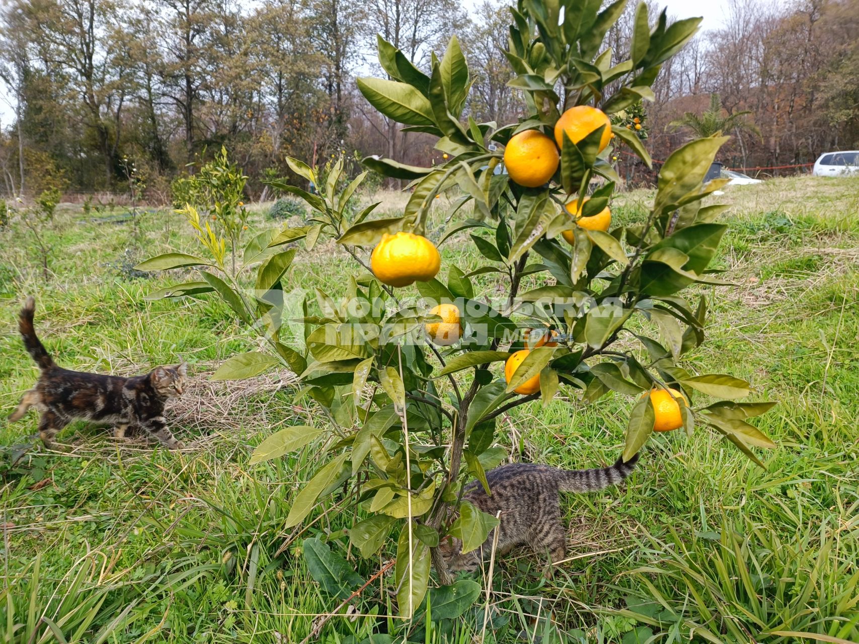В Сочи разбивают плантации для выращивания экзотических фруктов