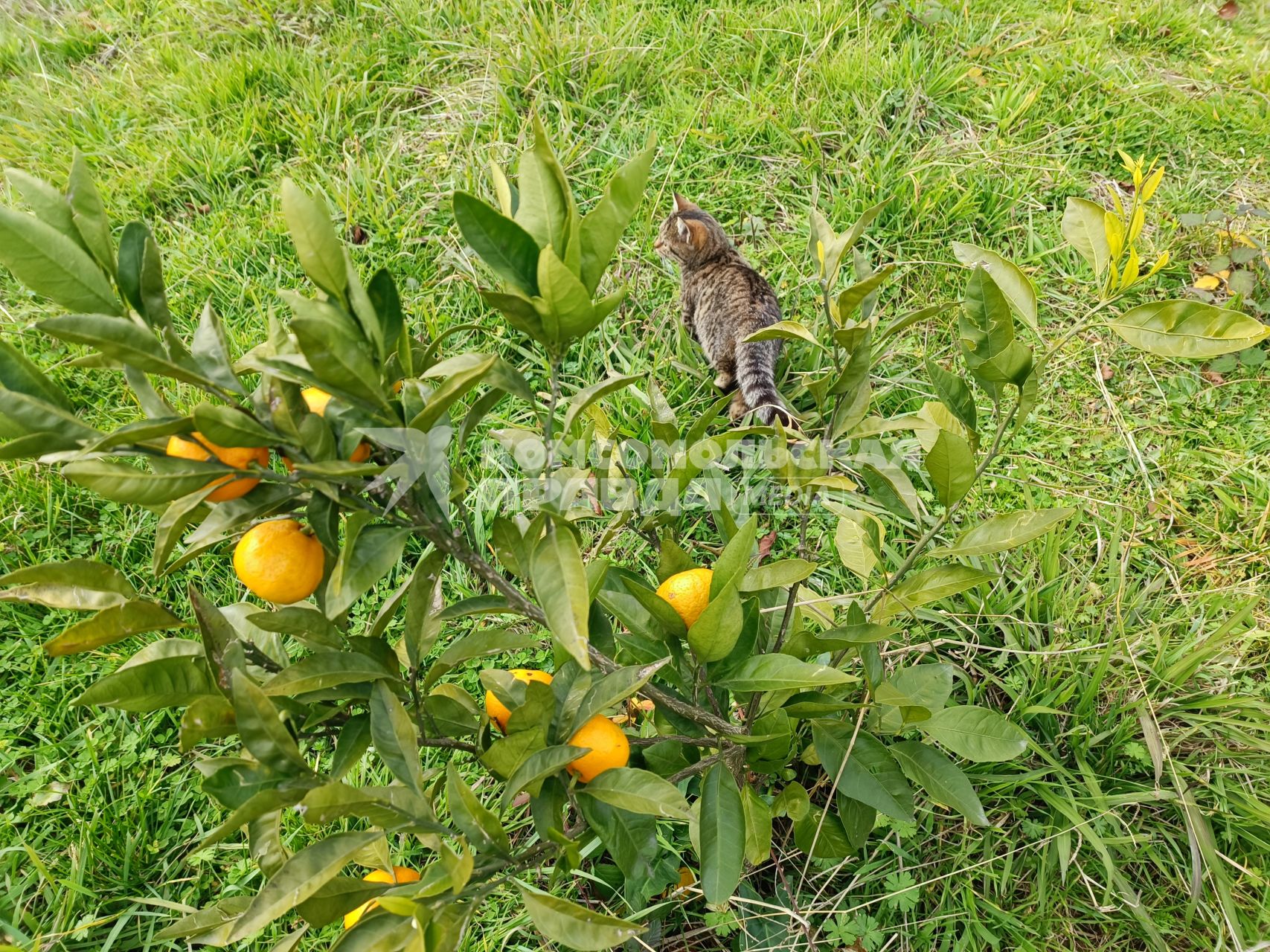 В Сочи разбивают плантации для выращивания экзотических фруктов