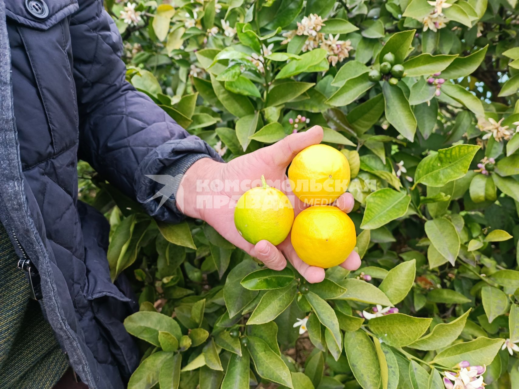 В Сочи разбивают плантации для выращивания экзотических фруктов