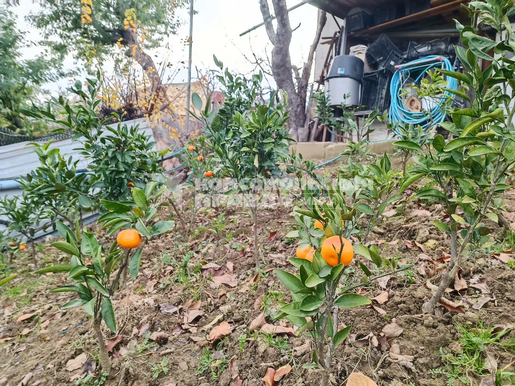 В Сочи разбивают плантации для выращивания экзотических фруктов