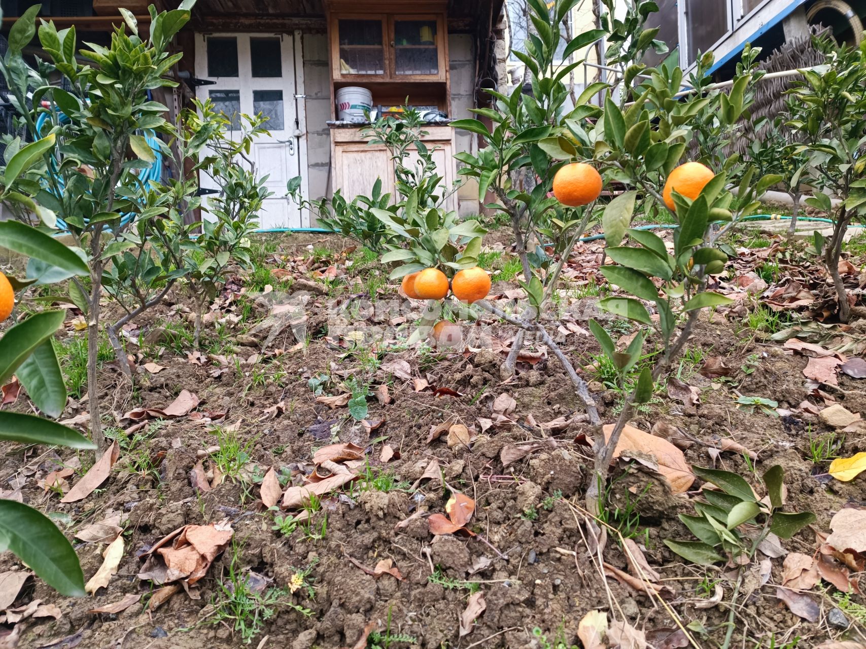 В Сочи разбивают плантации для выращивания экзотических фруктов