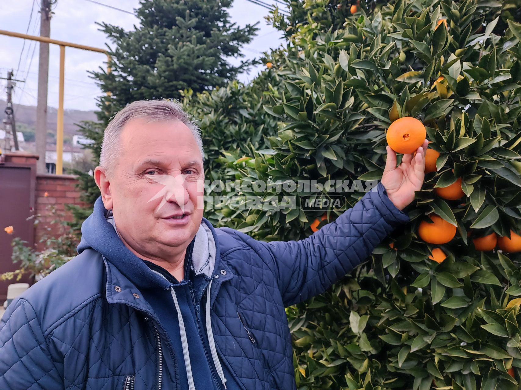 В Сочи разбивают плантации для выращивания экзотических фруктов