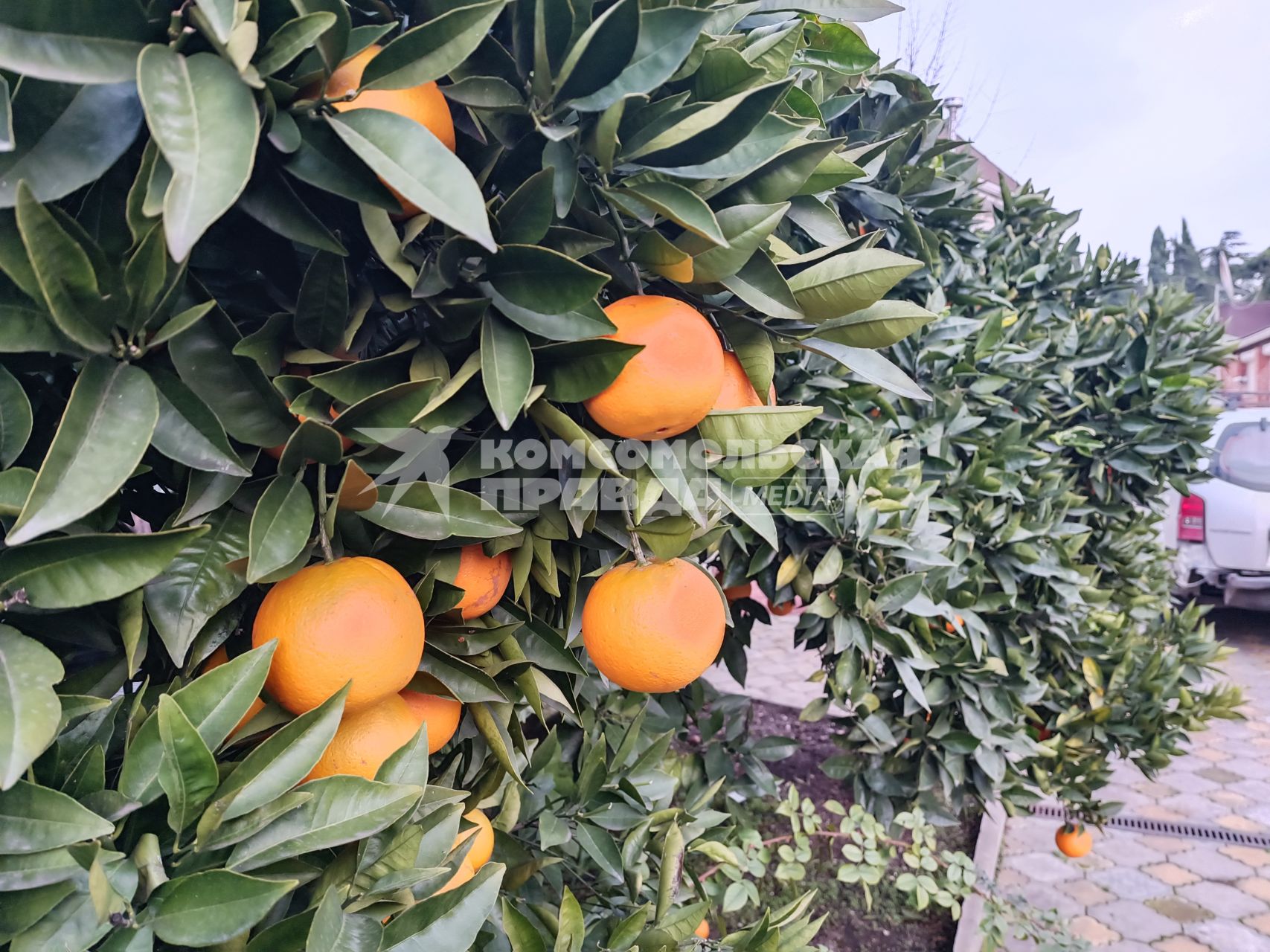 В Сочи разбивают плантации для выращивания экзотических фруктов