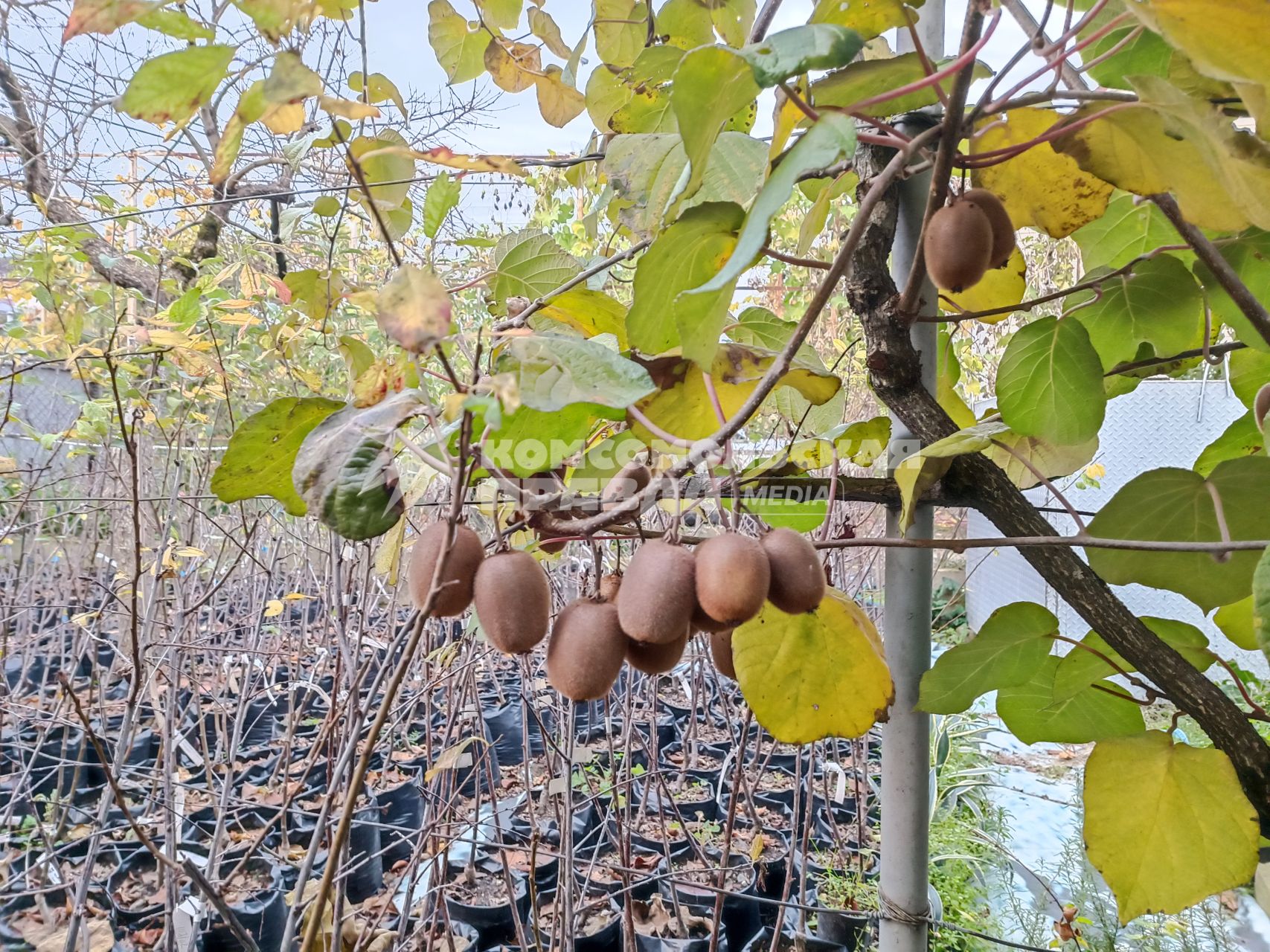 В Сочи разбивают плантации для выращивания экзотических фруктов