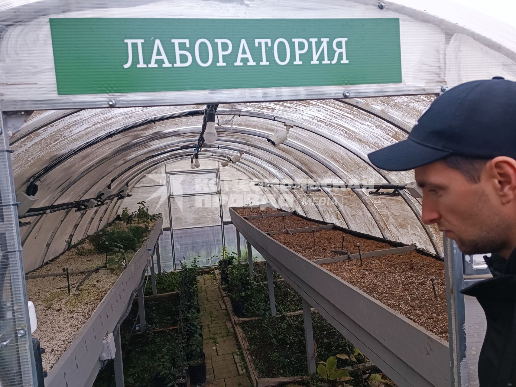 В Сочи разбивают плантации для выращивания экзотических фруктов