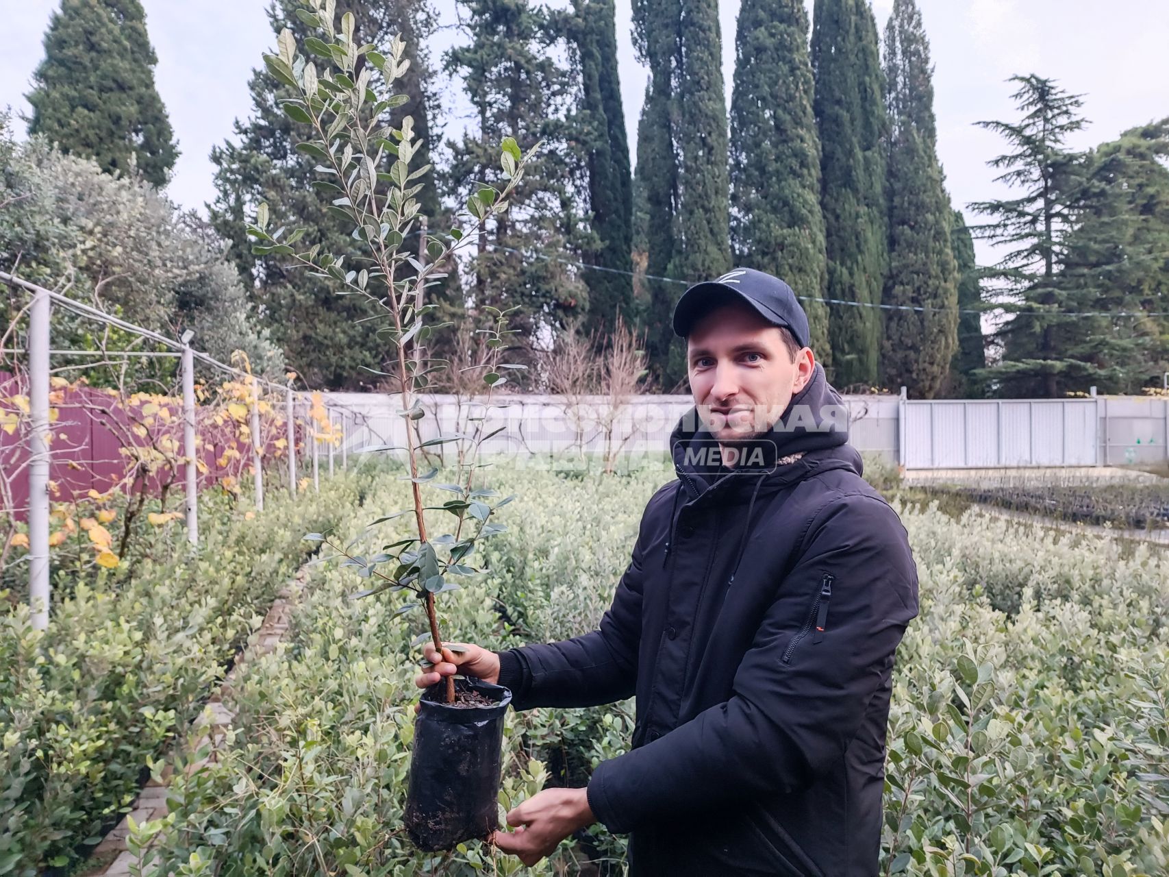 В Сочи разбивают плантации для выращивания экзотических фруктов